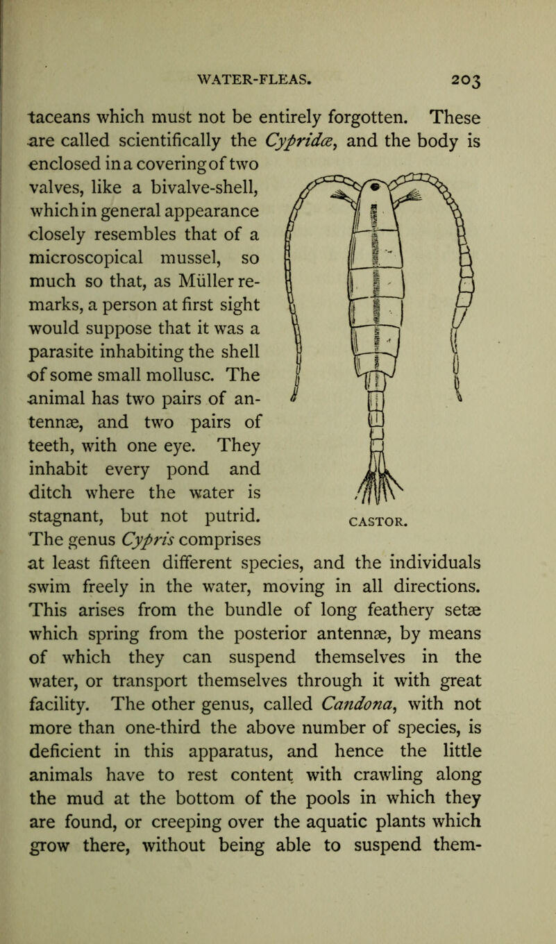 taceans which must not be entirely forgotten. These are called scientifically the Cypridce, and the body is enclosed in a covering of two valves, like a bivalve-shell, which in general appearance closely resembles that of a microscopical mussel, so much so that, as Muller re- marks, a person at first sight would suppose that it was a parasite inhabiting the shell •of some small mollusc. The animal has two pairs of an- tennae, and two pairs of teeth, with one eye. They inhabit every pond and ditch where the water is stagnant, but not putrid. The genus Cypris comprises at least fifteen different species, and the individuals swim freely in the water, moving in all directions. This arises from the bundle of long feathery setae which spring from the posterior antennae, by means of which they can suspend themselves in the water, or transport themselves through it with great facility. The other genus, called Candona, with not more than one-third the above number of species, is deficient in this apparatus, and hence the little animals have to rest content with crawling along the mud at the bottom of the pools in which they are found, or creeping over the aquatic plants which grow there, without being able to suspend them-