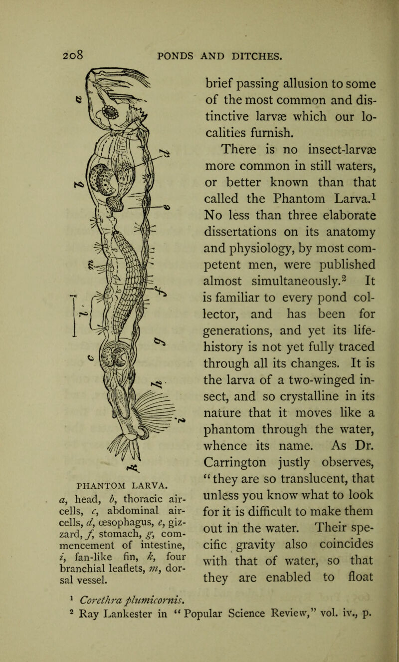 PHANTOM LARVA. a, head, b, thoracic air- cells, c, abdominal air- cells, d, oesophagus, e, giz- zard, f stomach, g, com- mencement of intestine, i, fan-like fin, k, four branchial leaflets, m, dor- sal vessel. brief passing allusion to some of the most common and dis- tinctive larvae which our lo- calities furnish. There is no insect-larvae more common in still waters, or better known than that called the Phantom Larva.1 No less than three elaborate dissertations on its anatomy and physiology, by most com- petent men, were published almost simultaneously.3 It is familiar to every pond col- lector, and has been for generations, and yet its life- history is not yet fully traced through all its changes. It is the larva of a two-winged in- sect, and so crystalline in its nature that it moves like a phantom through the water, whence its name. As Dr. Carrington justly observes, “ they are so translucent, that unless you know what to look for it is difficult to make them out in the water. Their spe- cific gravity also coincides with that of water, so that they are enabled to float 1 Corethra plumicornis. 2 Ray Lankester in “ Popular Science Review,” vol. iv., p.