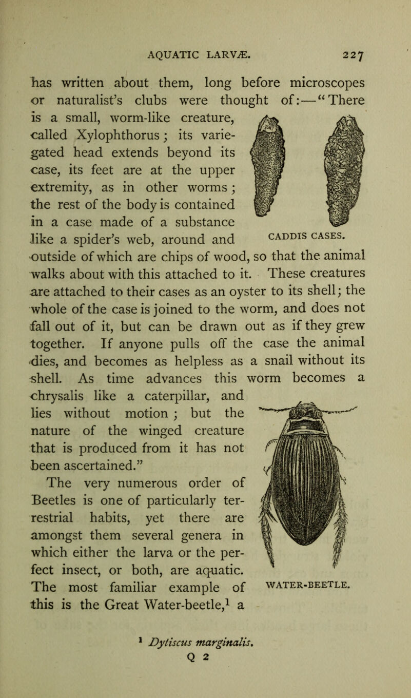has written about them, long before microscopes or naturalist’s clubs were thought of: — “There is a small, worm-like creature, called Xylophthorus; its varie- gated head extends beyond its case, its feet are at the upper extremity, as in other worms; the rest of the body is contained in a case made of a substance like a spider’s web, around and outside of which are chips of wood, so that the animal walks about with this attached to it. These creatures are attached to their cases as an oyster to its shell; the whole of the case is joined to the worm, and does not fall out of it, but can be drawn out as if they grew together. If anyone pulls off the case the animal dies, and becomes as helpless as a snail without its shell. As time advances this worm becomes a chrysalis like a caterpillar, and lies without motion ; but the nature of the winged creature that is produced from it has not been ascertained.” The very numerous order of Beetles is one of particularly ter- restrial habits, yet there are amongst them several genera in which either the larva or the per- fect insect, or both, are aquatic. The most familiar example of this is the Great Water-beetle,1 a 1 Dytiscus marginalis. Q 2 water-beetle.