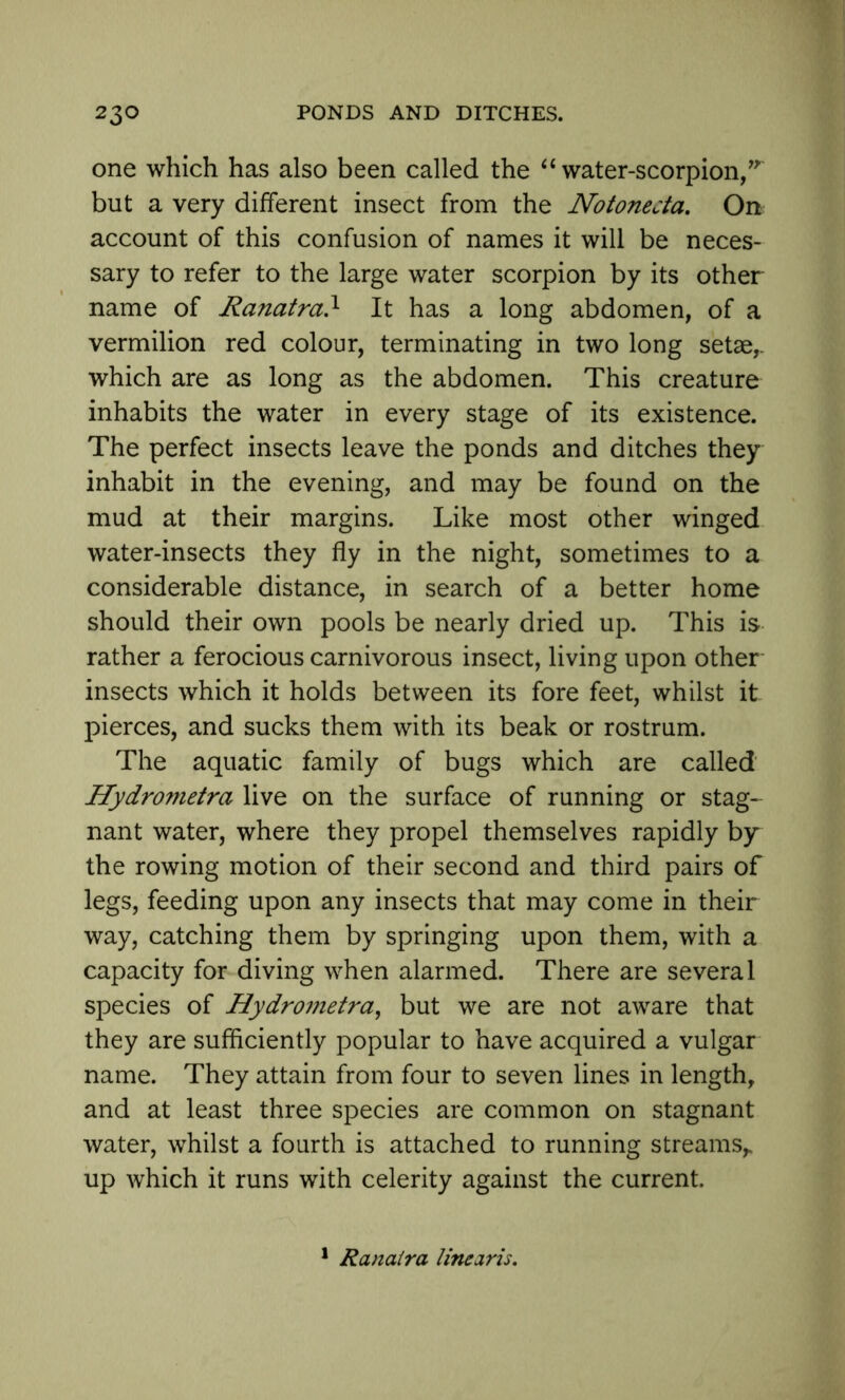 one which has also been called the “ water-scorpion,” but a very different insect from the Notonecta. On account of this confusion of names it will be neces- sary to refer to the large water scorpion by its other name of Ranatra,l It has a long abdomen, of a vermilion red colour, terminating in two long setae,, which are as long as the abdomen. This creature inhabits the water in every stage of its existence. The perfect insects leave the ponds and ditches they inhabit in the evening, and may be found on the mud at their margins. Like most other winged water-insects they fly in the night, sometimes to a considerable distance, in search of a better home should their own pools be nearly dried up. This is rather a ferocious carnivorous insect, living upon other insects which it holds between its fore feet, whilst it pierces, and sucks them with its beak or rostrum. The aquatic family of bugs which are called Hydrometra live on the surface of running or stag- nant water, where they propel themselves rapidly by the rowing motion of their second and third pairs of legs, feeding upon any insects that may come in their way, catching them by springing upon them, with a capacity for diving when alarmed. There are several species of Hydrometra, but we are not aware that they are sufficiently popular to have acquired a vulgar name. They attain from four to seven lines in length, and at least three species are common on stagnant water, whilst a fourth is attached to running streams,, up which it runs with celerity against the current. 1 Ranatra linearis.