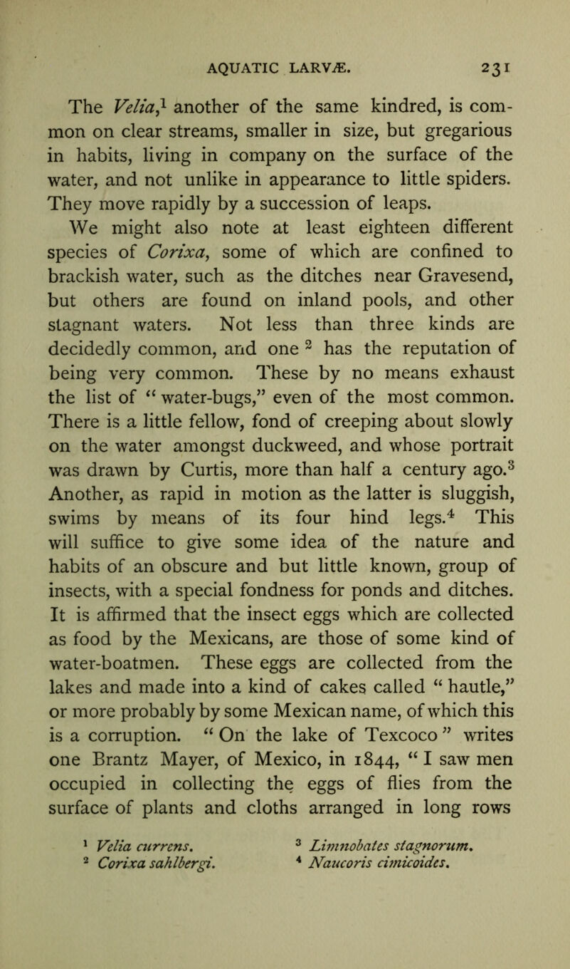 The Velia,l another of the same kindred, is com- mon on clear streams, smaller in size, but gregarious in habits, living in company on the surface of the water, and not unlike in appearance to little spiders. They move rapidly by a succession of leaps. We might also note at least eighteen different species of Corixa, some of which are confined to brackish water, such as the ditches near Gravesend, but others are found on inland pools, and other stagnant waters. Not less than three kinds are decidedly common, and one 2 has the reputation of being very common. These by no means exhaust the list of “ water-bugs,” even of the most common. There is a little fellow, fond of creeping about slowly on the water amongst duckweed, and whose portrait was drawn by Curtis, more than half a century ago.3 Another, as rapid in motion as the latter is sluggish, swims by means of its four hind legs.4 This will suffice to give some idea of the nature and habits of an obscure and but little known, group of insects, with a special fondness for ponds and ditches. It is affirmed that the insect eggs which are collected as food by the Mexicans, are those of some kind of water-boatmen. These eggs are collected from the lakes and made into a kind of cakes called “ hautle,” or more probably by some Mexican name, of which this is a corruption. “ On the lake of Texcoco ” writes one Brantz Mayer, of Mexico, in 1844, “ I saw men occupied in collecting the eggs of flies from the surface of plants and cloths arranged in long rows 1 Velia currcns. 2 Corixa sahlbergi. 3 Li??inobates stagnorum. 4 Naucoris cimicoides.