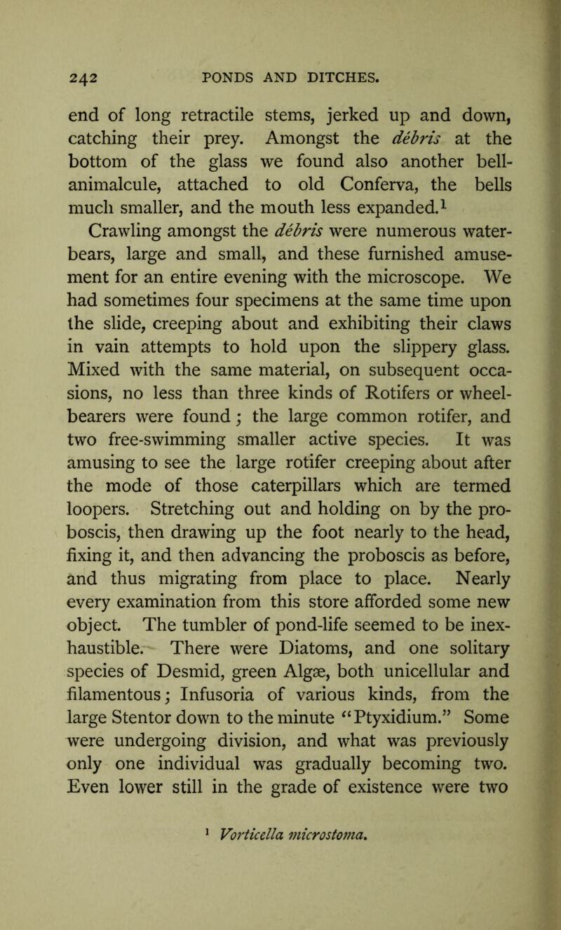 end of long retractile stems, jerked up and down, catching their prey. Amongst the debris at the bottom of the glass we found also another bell- animalcule, attached to old Conferva, the bells much smaller, and the mouth less expanded.1 Crawling amongst the debris were numerous water- bears, large and small, and these furnished amuse- ment for an entire evening with the microscope. We had sometimes four specimens at the same time upon the slide, creeping about and exhibiting their claws in vain attempts to hold upon the slippery glass. Mixed with the same material, on subsequent occa- sions, no less than three kinds of Rotifers or wheel- bearers were found; the large common rotifer, and two free-swimming smaller active species. It was amusing to see the large rotifer creeping about after the mode of those caterpillars which are termed loopers. Stretching out and holding on by the pro- boscis, then drawing up the foot nearly to the head, fixing it, and then advancing the proboscis as before, and thus migrating from place to place. Nearly every examination from this store afforded some new object. The tumbler of pond-life seemed to be inex- haustible. There were Diatoms, and one solitary species of Desmid, green Algae, both unicellular and filamentous; Infusoria of various kinds, from the large Stentor down to the minute “Ptyxidium.” Some were undergoing division, and what was previously only one individual was gradually becoming two. Even lower still in the grade of existence were two 1 Vorticella microstoma.