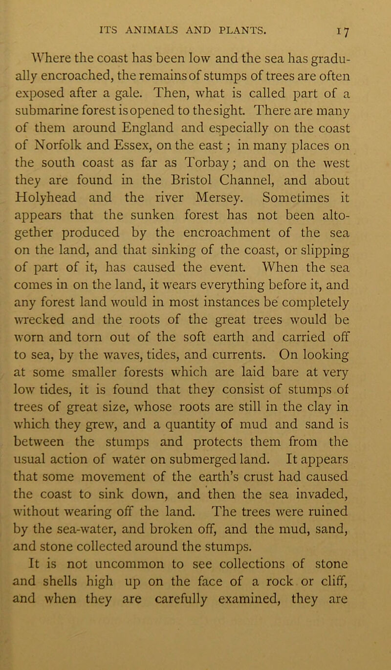 Where the coast has been low and the sea has gradu- ally encroached, the remains of stumps of trees are often exposed after a gale. Then, what is called part of a submarine forest is opened to the sight. There are many of them around England and especially on the coast of Norfolk and Essex, on the east; in many places on the south coast as far as Torbay; and on the west they are found in the Bristol Channel, and about Holyhead and the river Mersey. Sometimes it appears that the sunken forest has not been alto- gether produced by the encroachment of the sea on the land, and that sinking of the coast, or slipping of part of it, has caused the event. When the sea comes in on the land, it wears everything before it, and any forest land would in most instances be completely wrecked and the roots of the great trees would be worn and torn out of the soft earth and carried off to sea, by the waves, tides, and currents. On looking at some smaller forests which are laid bare at very low tides, it is found that they consist of stumps of trees of great size, whose roots are still in the clay in which they grew, and a quantity of mud and sand is between the stumps and protects them from the usual action of water on submerged land. It appears that some movement of the earth’s crust had caused the coast to sink down, and then the sea invaded, without wearing off the land. The trees were ruined by the sea-water, and broken off, and the mud, sand, and stone collected around the stumps. It is not uncommon to see collections of stone and shells high up on the face of a rock or cliff, and when they are carefully examined, they are