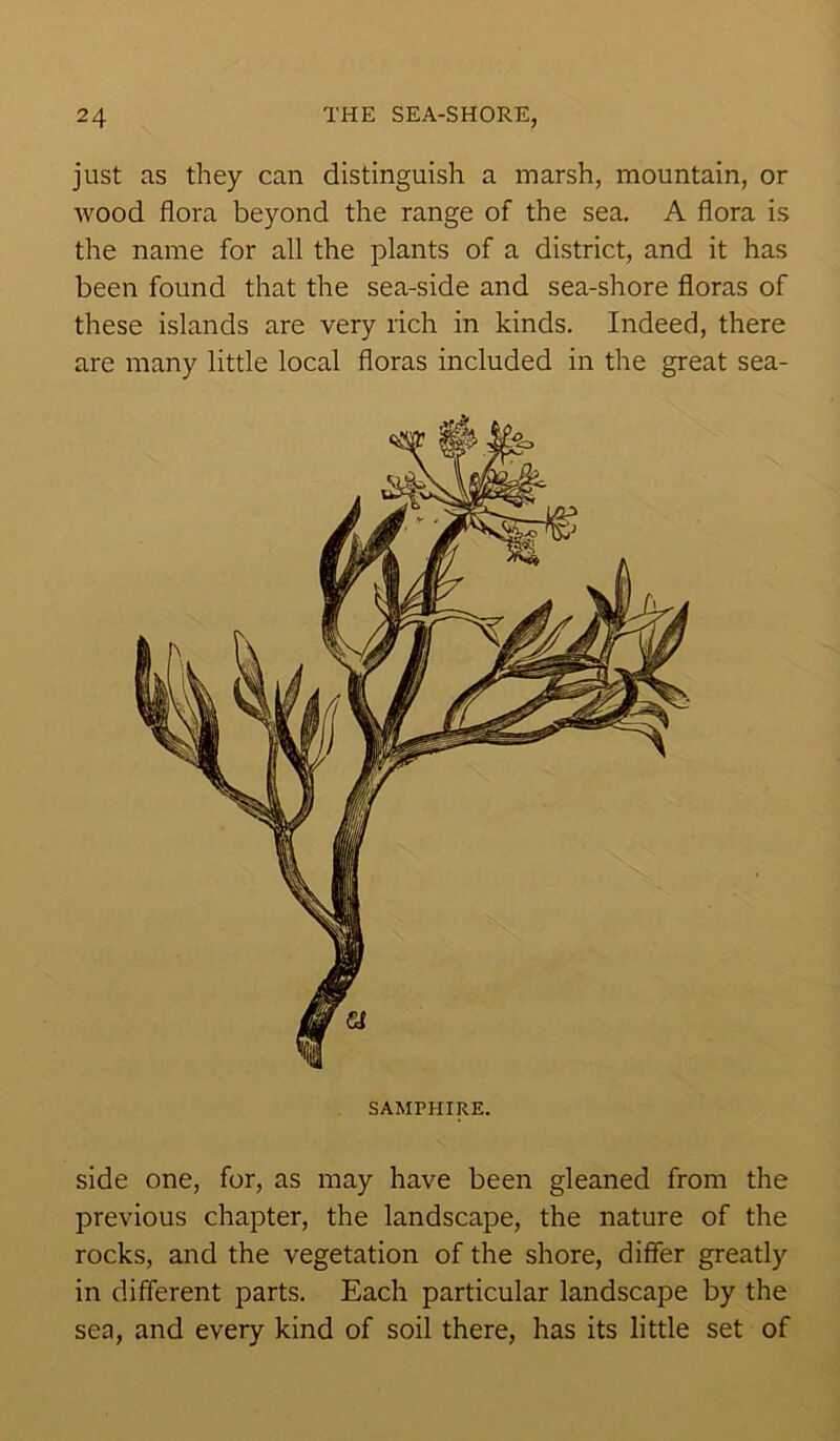 just as they can distinguish a marsh, mountain, or wood flora beyond the range of the sea. A flora is the name for all the plants of a district, and it has been found that the sea-side and sea-shore floras of these islands are very rich in kinds. Indeed, there are many little local floras included in the great sea- SAMPHIRE. side one, for, as may have been gleaned from the previous chapter, the landscape, the nature of the rocks, and the vegetation of the shore, differ greatly in different parts. Each particular landscape by the sea, and every kind of soil there, has its little set of
