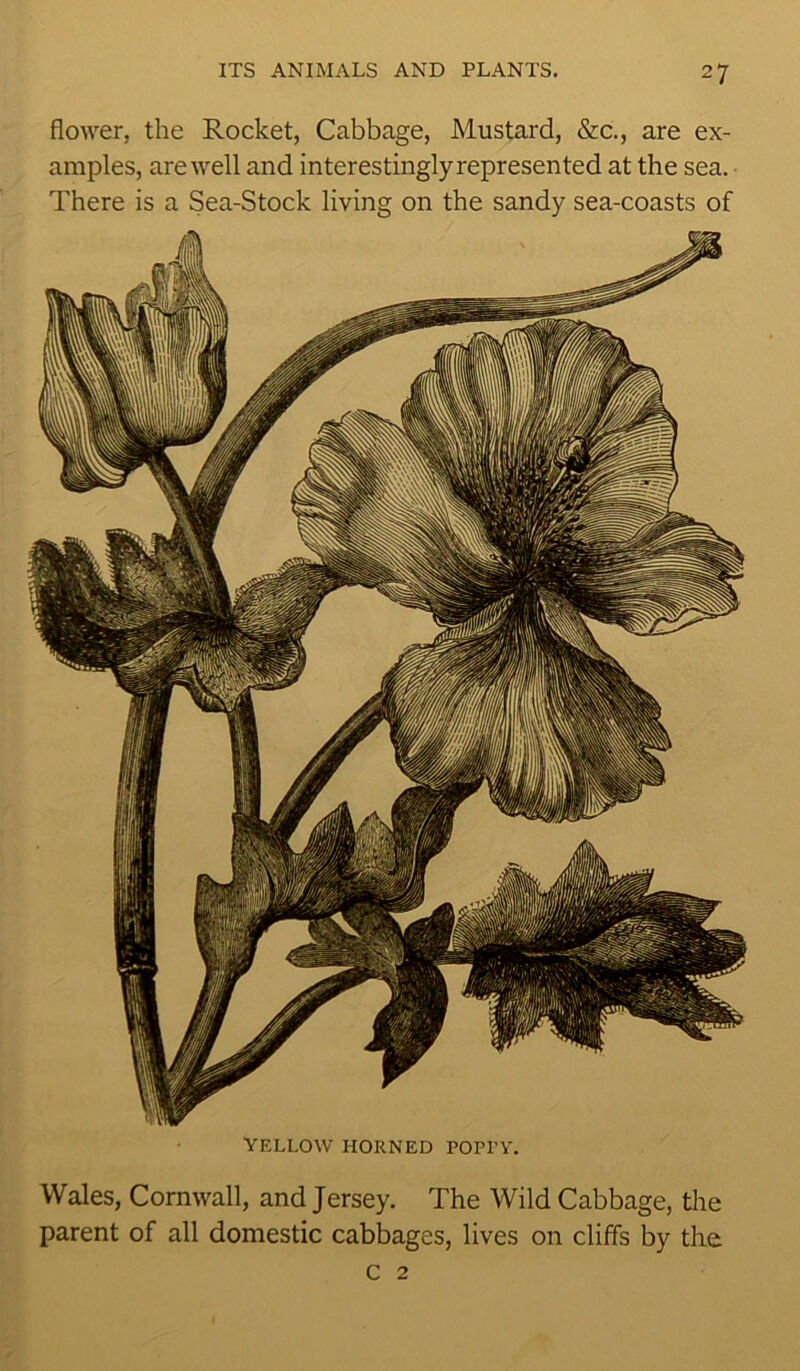 Wales, Cornwall, and Jersey. The Wild Cabbage, the parent of all domestic cabbages, lives on cliffs by the c 2 flower, the Rocket, Cabbage, Mustard, &c., are ex- amples, are well and interestingly represented at the sea. There is a Sea-Stock living on the sandy sea-coasts of YELLOW HORNED POPPY.