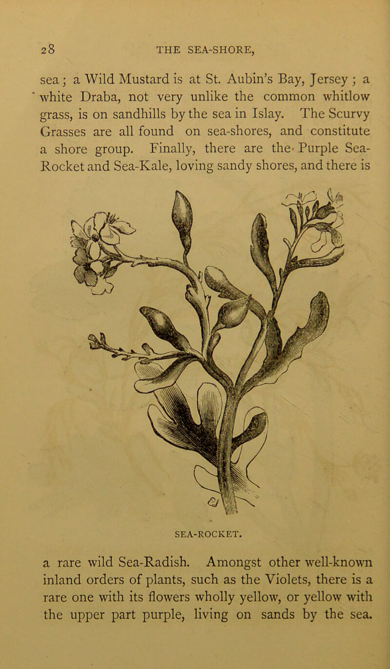 sea; a Wild Mustard is at St. Aubin’s Bay, Jersey ; a white Draba, not very unlike the common whitlow grass, is on sandhills by the sea in Islay. The Scurvy Grasses are all found on sea-shores, and constitute a shore group. Finally, there are the- Purple Sea- Rocket and Sea-Kale, loving sandy shores, and there is SEA-ROCKET. a rare wild Sea-Radish. Amongst other well-known inland orders of plants, such as the Violets, there is a rare one with its flowers wholly yellow, or yellow with the upper part purple, living on sands by the sea.