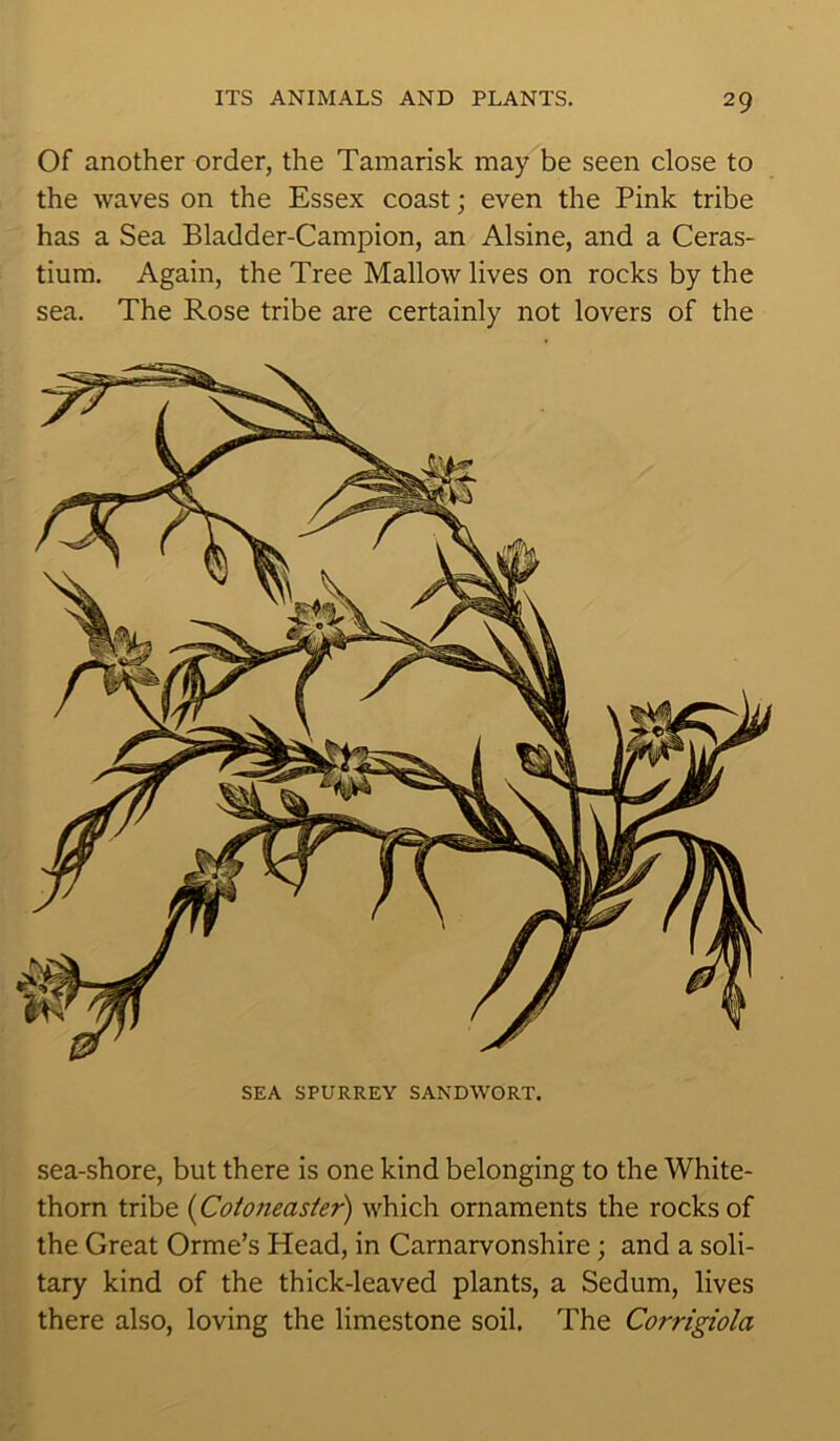 Of another order, the Tamarisk may be seen dose to the waves on the Essex coast; even the Pink tribe has a Sea Bladder-Campion, an Alsine, and a Ceras- tium. Again, the Tree Mallow lives on rocks by the sea. The Rose tribe are certainly not lovers of the SEA SPURREY SANDWORT. sea-shore, but there is one kind belonging to the White- thorn tribe (Cotoneaster) which ornaments the rocks of the Great Orme’s Head, in Carnarvonshire; and a soli- tary kind of the thick-leaved plants, a Sedum, lives there also, loving the limestone soil. The Corrigiola