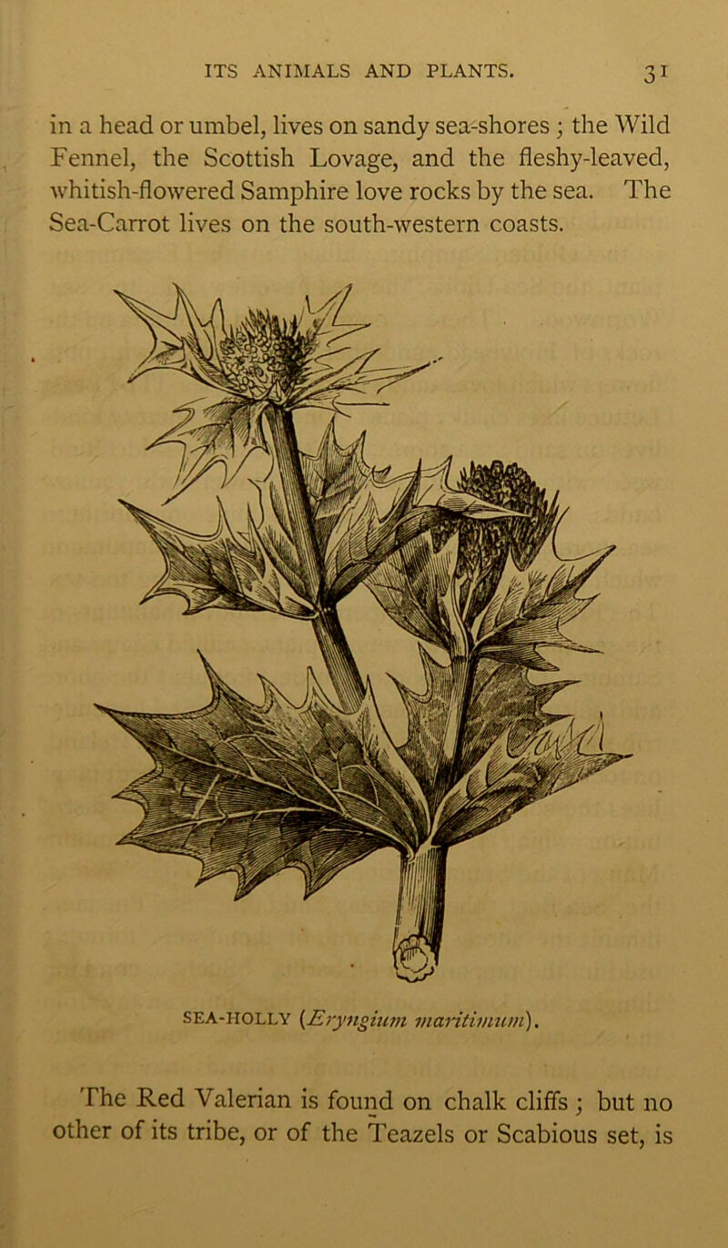 in a head or umbel, lives on sandy sea-shores ; the Wild Fennel, the Scottish Lovage, and the fleshy-leaved, whitish-flowered Samphire love rocks by the sea. The Sea-Carrot lives on the south-western coasts. sea-holly (Eryngium inaritimum). The Red Valerian is found on chalk cliffs ; but no other of its tribe, or of the Teazels or Scabious set, is