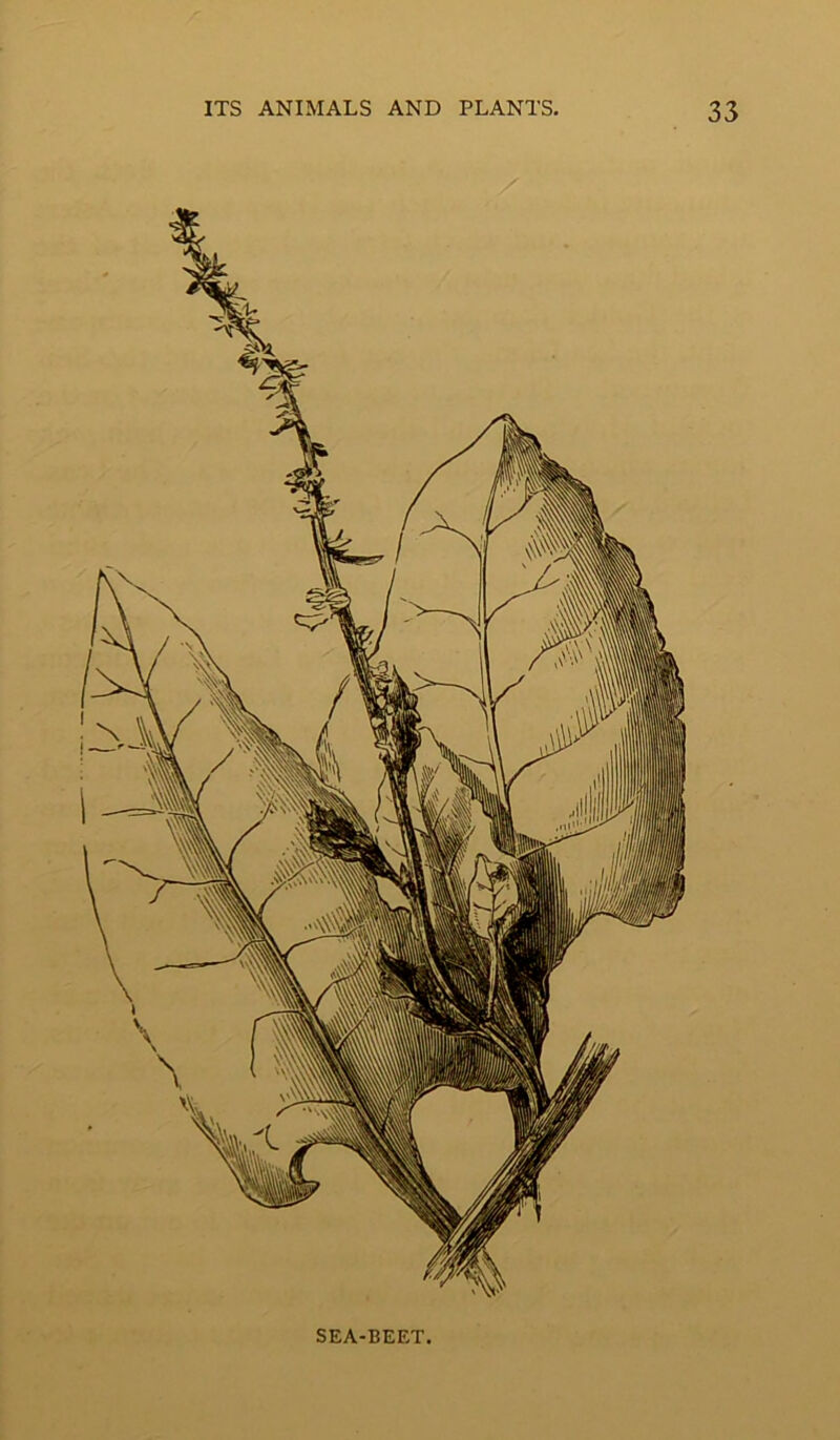 SEA-BEET.