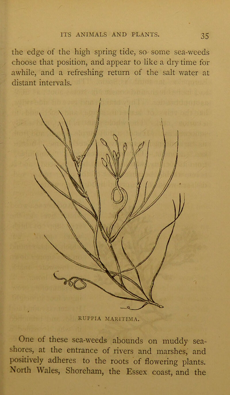 the edge of the high spring tide, so some sea-weeds choose that position, and appear to like a dry time for awhile, and a refreshing return of the salt water at distant intervals. I One of these sea-weeds abounds on muddy sea- shores, at the entrance of rivers and marshes, and positively adheres to the roots of flowering plants. North Wales, Shoreham, the Essex coast, and the