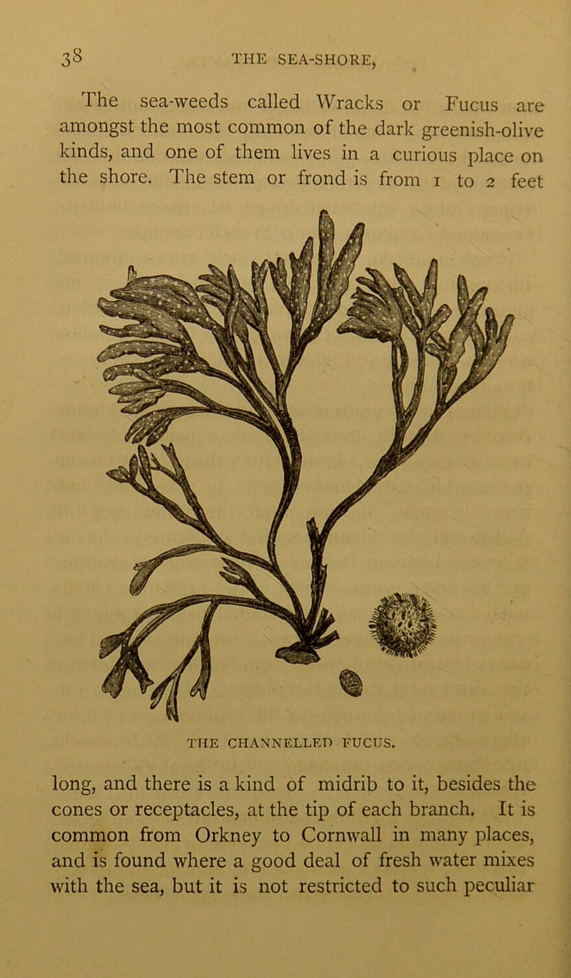 The sea-weeds called Wracks or Fucus are amongst the most common of the dark greenish-olive kinds, and one of them lives in a curious place on the shore. The stem or frond is from i to 2 feet THE CHANNELLED FUCUS. long, and there is a kind of midrib to it, besides the cones or receptacles, at the tip of each branch. It is common from Orkney to Cornwall in many places, and is found where a good deal of fresh water mixes with the sea, but it is not restricted to such peculiar