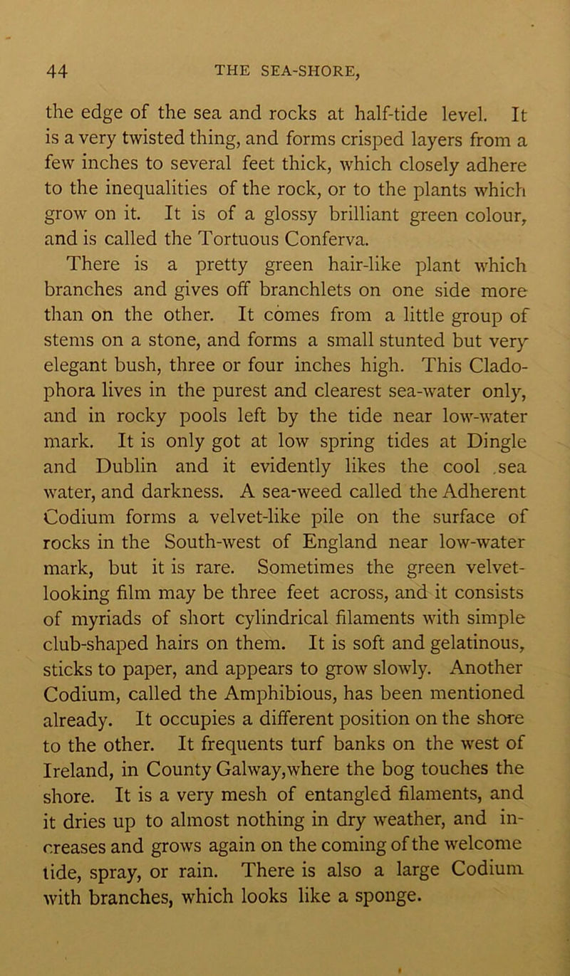the edge of the sea and rocks at half-tide level. It is a very twisted thing, and forms crisped layers from a few inches to several feet thick, which closely adhere to the inequalities of the rock, or to the plants which grow on it. It is of a glossy brilliant green colour, and is called the Tortuous Conferva. There is a pretty green hair-like plant which branches and gives off branchlets on one side more than on the other. It comes from a little group of stems on a stone, and forms a small stunted but very elegant bush, three or four inches high. This Clado- phora lives in the purest and clearest sea-water only, and in rocky pools left by the tide near low-water mark. It is only got at low spring tides at Dingle and Dublin and it evidently likes the cool .sea water, and darkness. A sea-weed called the Adherent Codium forms a velvet-like pile on the surface of rocks in the South-west of England near low-water mark, but it is rare. Sometimes the green velvet- looking film may be three feet across, and it consists of myriads of short cylindrical filaments with simple club-shaped hairs on them. It is soft and gelatinous, sticks to paper, and appears to grow slowly. Another Codium, called the Amphibious, has been mentioned already. It occupies a different position on the shore to the other. It frequents turf banks on the west of Ireland, in County Galway,where the bog touches the shore. It is a very mesh of entangled filaments, and it dries up to almost nothing in dry weather, and in- creases and grows again on the coming of the welcome tide, spray, or rain. There is also a large Codium with branches, which looks like a sponge.
