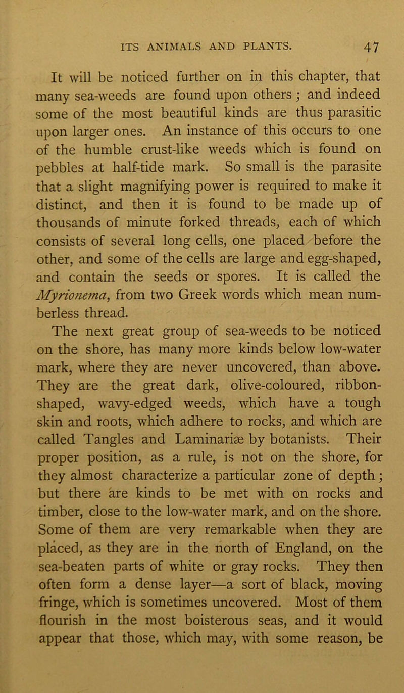 It will be noticed further on in this chapter, that many sea-weeds are found upon others ; and indeed some of the most beautiful kinds are thus parasitic upon larger ones. An instance of this occurs to one of the humble crust-like weeds which is found on pebbles at half-tide mark. So small is the parasite that a slight magnifying power is required to make it distinct, and then it is found to be made up of thousands of minute forked threads, each of which consists of several long cells, one placed before the other, and some of the cells are large and egg-shaped, and contain the seeds or spores. It is called the Myrionema, from two Greek words which mean num- berless thread. The next great group of sea-weeds to be noticed on the shore, has many more kinds below low-water mark, where they are never uncovered, than above. They are the great dark, olive-coloured, ribbon- shaped, wavy-edged weeds, which have a tough skin and roots, which adhere to rocks, and which are called Tangles and Laminariie by botanists. Their proper position, as a rule, is not on the shore, for they almost characterize a particular zone of depth ; but there are kinds to be met with on rocks and timber, close to the low-water mark, and on the shore. Some of them are very remarkable when they are placed, as they are in the north of England, on the sea-beaten parts of white or gray rocks. They then often form a dense layer—a sort of black, moving fringe, which is sometimes uncovered. Most of them flourish in the most boisterous seas, and it would appear that those, which may, with some reason, be