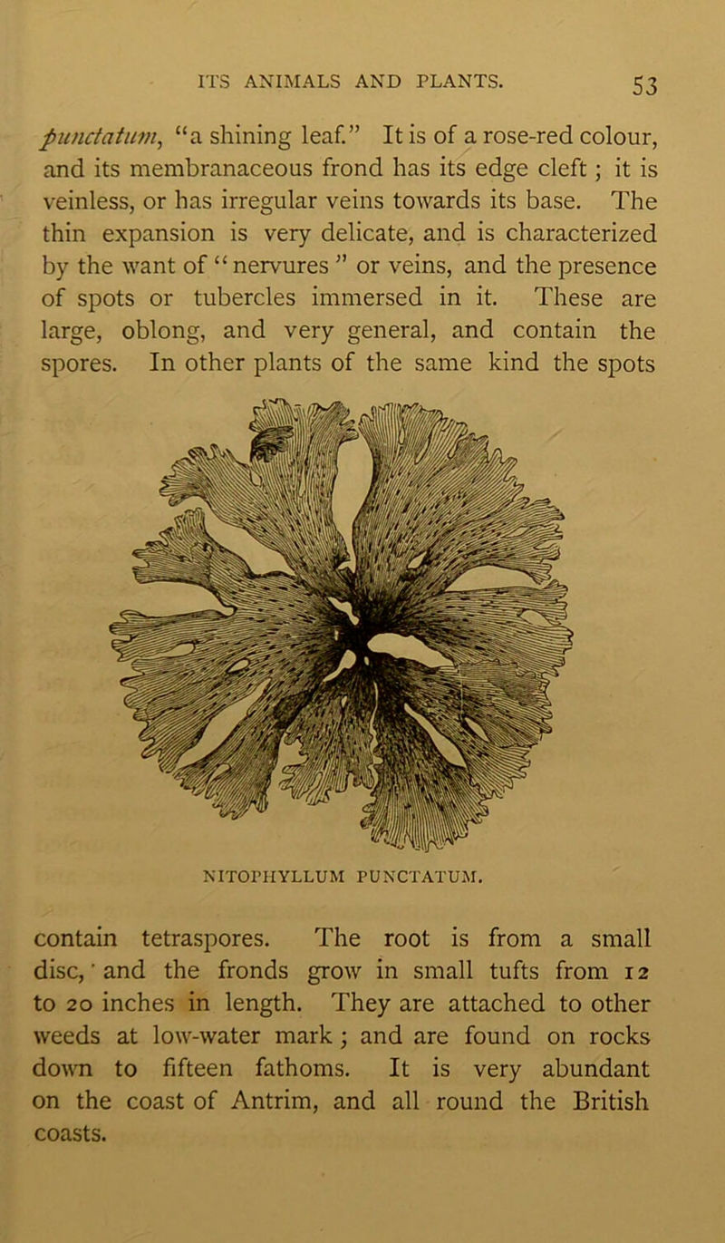 punctatum, “a shining leaf.” It is of a rose-red colour, and its membranaceous frond has its edge cleft; it is veinless, or has irregular veins towards its base. The thin expansion is very delicate, and is characterized by the want of “ nervures ” or veins, and the presence of spots or tubercles immersed in it. These are large, oblong, and very general, and contain the spores. In other plants of the same kind the spots NITOPHYLLUM PUNCTATUM. contain tetraspores. The root is from a small disc,' and the fronds grow in small tufts from 12 to 20 inches in length. They are attached to other weeds at low-water mark; and are found on rocks down to fifteen fathoms. It is very abundant on the coast of Antrim, and all round the British coasts.