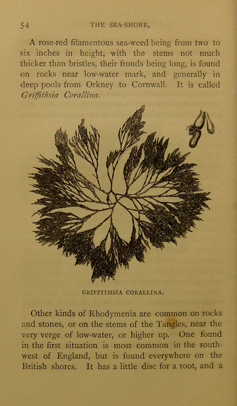 A rose-red filamentous sea-weed being from two to six inches in height, with the stems not much thicker than bristles, their fronds being long, is found on rocks near low-water mark, and generally in deep pools from Orkney to Cornwall. It is called Griffithsia Corallina. GRIFFITHSIA CORALLINA. Other kinds of Rhodymenia are common on rocks and stones, or on the stems of the Tangles, near the very verge of low-water, or higher up. One found in the first situation is most common in the south- west of England, but is found everywhere on the British shores. It has a little disc for a root, and a