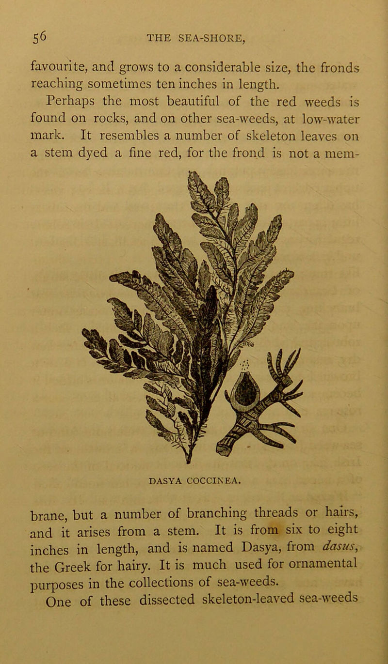 favourite, and grows to a considerable size, the fronds reaching sometimes ten inches in length. Perhaps the most beautiful of the red weeds is found on rocks, and on other sea-weeds, at low-water mark. It resembles a number of skeleton leaves on a stem dyed a fine red, for the frond is not a mem- DASYA COCCINEA. brane, but a number of branching threads or hairs, and it arises from a stem. It is from six to eight inches in length, and is named Dasya, from dasus, the Greek for hairy. It is much used for ornamental purposes in the collections of sea-weeds. One of these dissected skeleton-leaved sea-weeds