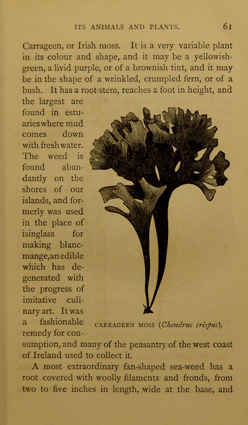 Carrageen, or Irish moss. It is a very variable plant in its colour and shape, and it may be a yellowish- green, a livid purple, or of a brownish tint, and it may be in the shape of a wrinkled, crumpled fern, or of a bush. It has a root-stem, reaches a foot in height, and the largest are found in estu- aries where mud comes down with freshwater. The weed is found abun- dantly on the shores of our islands, and for- merly was used in the place of isinglass for making blanc- mange,an edible which has de- generated with the progress of imitative culi- nary art. It was a fashionable carrageen moss (Chondrus crispus). remedy for con- sumption, and many of the peasantry of the west coast of Ireland used to collect it. A most extraordinary fan-shaped sea-weed has a root covered with woolly filaments and fronds, from two to five inches in length, wide at the base, and