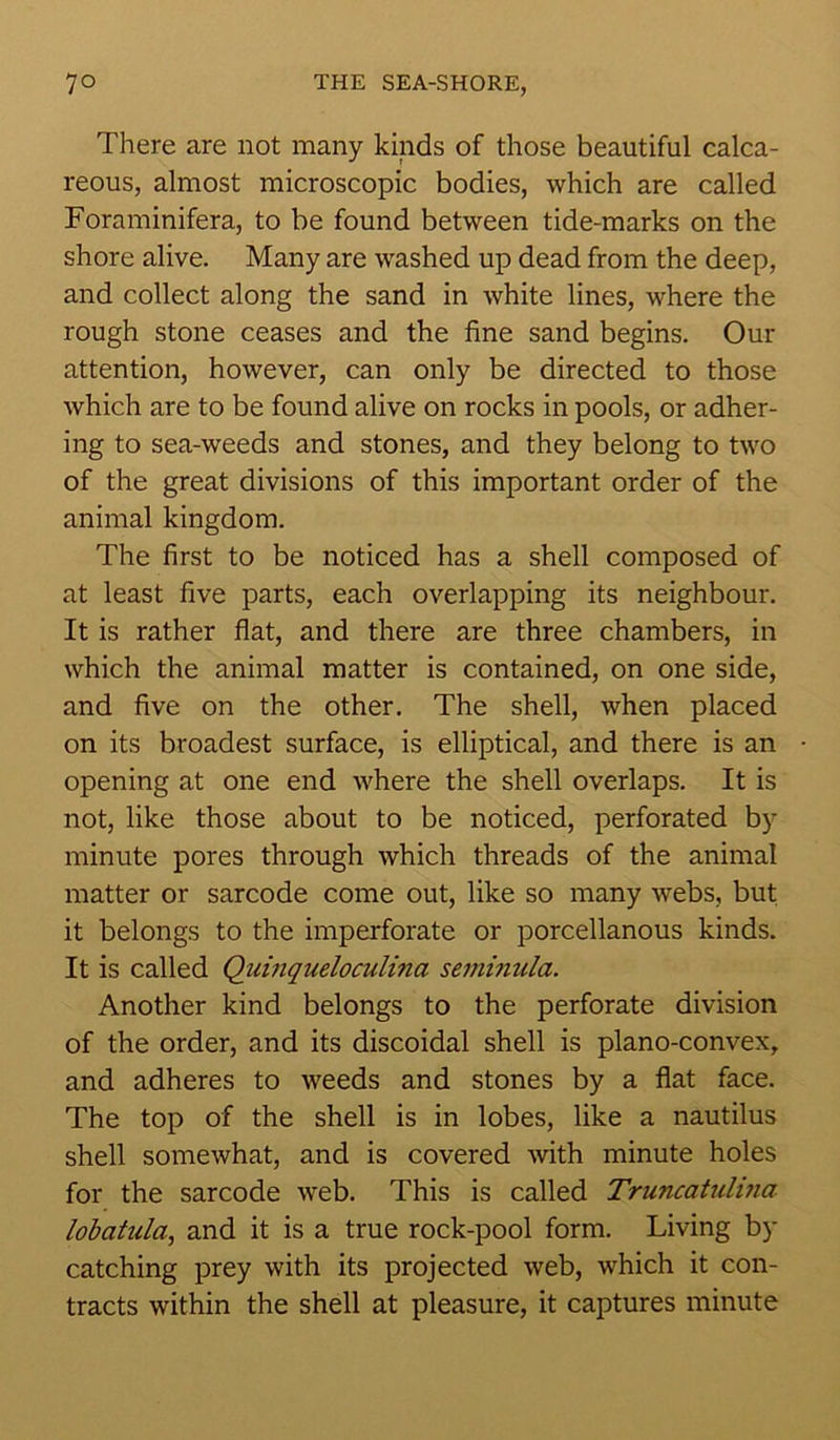 There are not many kinds of those beautiful calca- reous, almost microscopic bodies, which are called Foraminifera, to be found between tide-marks on the shore alive. Many are washed up dead from the deep, and collect along the sand in white lines, where the rough stone ceases and the fine sand begins. Our attention, however, can only be directed to those which are to be found alive on rocks in pools, or adher- ing to sea-weeds and stones, and they belong to two of the great divisions of this important order of the animal kingdom. The first to be noticed has a shell composed of at least five parts, each overlapping its neighbour. It is rather flat, and there are three chambers, in which the animal matter is contained, on one side, and five on the other. The shell, when placed on its broadest surface, is elliptical, and there is an opening at one end where the shell overlaps. It is not, like those about to be noticed, perforated by minute pores through which threads of the animal matter or sarcode come out, like so many webs, but it belongs to the imperforate or porcellanous kinds. It is called Quinqueloculina seminula. Another kind belongs to the perforate division of the order, and its discoidal shell is plano-convex, and adheres to weeds and stones by a flat face. The top of the shell is in lobes, like a nautilus shell somewhat, and is covered with minute holes for the sarcode web. This is called Truncatulina lobatula, and it is a true rock-pool form. Living by catching prey with its projected web, which it con- tracts within the shell at pleasure, it captures minute