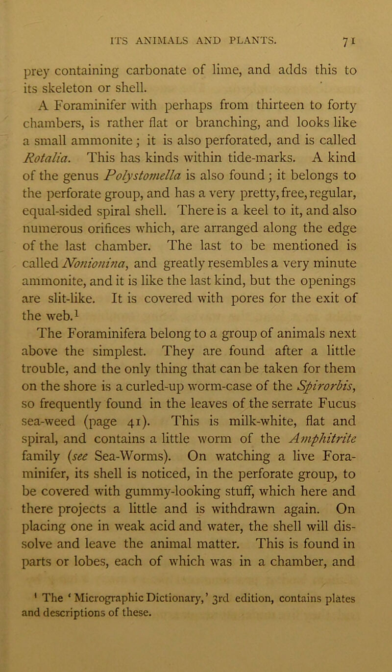 prey containing carbonate of lime, and adds this to its skeleton or shell. A Foraminifer with perhaps from thirteen to forty chambers, is rather flat or branching, and looks like a small ammonite; it is also perforated, and is called Rotalia. This has kinds within tide-marks. A kind of the genus Polystomella is also found; it belongs to the perforate group, and has a very pretty, free, regular, equal-sided spiral shell. There is a keel to it, and also numerous orifices which, are arranged along the edge of the last chamber. The last to be mentioned is called Nonioninci, and greatly resembles a very minute ammonite, and it is like the last kind, but the openings are slit-like. It is covered with pores for the exit of the web.1 The Foraminifera belong to a group of animals next above the simplest. They are found after a little trouble, and the only thing that can be taken for them on the shore is a curled-up worm-case of the Spirorbis, so frequently found in the leaves of the serrate Fucus sea-weed (page 41). This is milk-white, flat and spiral, and contains a little worm of the Amphitrite family (see Sea-Worms). On watching a live Fora- minifer, its shell is noticed, in the perforate group, to be covered with gummy-looking stuff, which here and there projects a little and is withdrawn again. On placing one in weak acid and water, the shell will dis- solve and leave the animal matter. This is found in parts or lobes, each of which was in a chamber, and ' The ‘ Micrographic Dictionary, ’ 3rd edition, contains plates and descriptions of these.