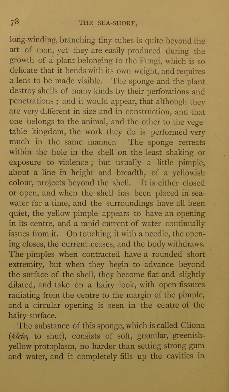 long-winding, branching tiny tubes is quite beyond the art of man, yet they are easily produced during the growth of a plant belonging to the Fungi, which is so delicate that it bends with its own weight, and requires a lens to be made visible. The sponge and the plant destroy shells of many kinds by their perforations and penetrations; and it would appear, that although they are very different in size and in construction, and that one belongs to the animal, and the other to the vege- table kingdom, the work they do is performed very much in the same manner. The sponge retreats within the hole in the shell on the least shaking or exposure to violence; but usually a little pimple, about a line in height and breadth, of a yellowish colour, projects beyond the shell. It is either closed or open, and when the shell has been placed in sea- water for a time, and the surroundings have all been quiet, the yellow pimple appears to have an opening in its centre, and a rapid current of water continually issues from it. On touching it with a needle, the open- ing closes, the current .ceases, and the body withdraws. The pimples when contracted have a rounded short extremity, but when they begin to advance beyond the surface of the shell, they become flat and slightly dilated, and take on a hairy look, with open fissures radiating from the centre to the margin of the pimple, and a circular opening is seen in the centre of the hairy surface. The substance of this sponge, which is called Cliona (kleio, to shut), consists of soft, granular, greenish- yellow protoplasm, no harder than setting strong gum and water, and it completely fills up the cavities in.