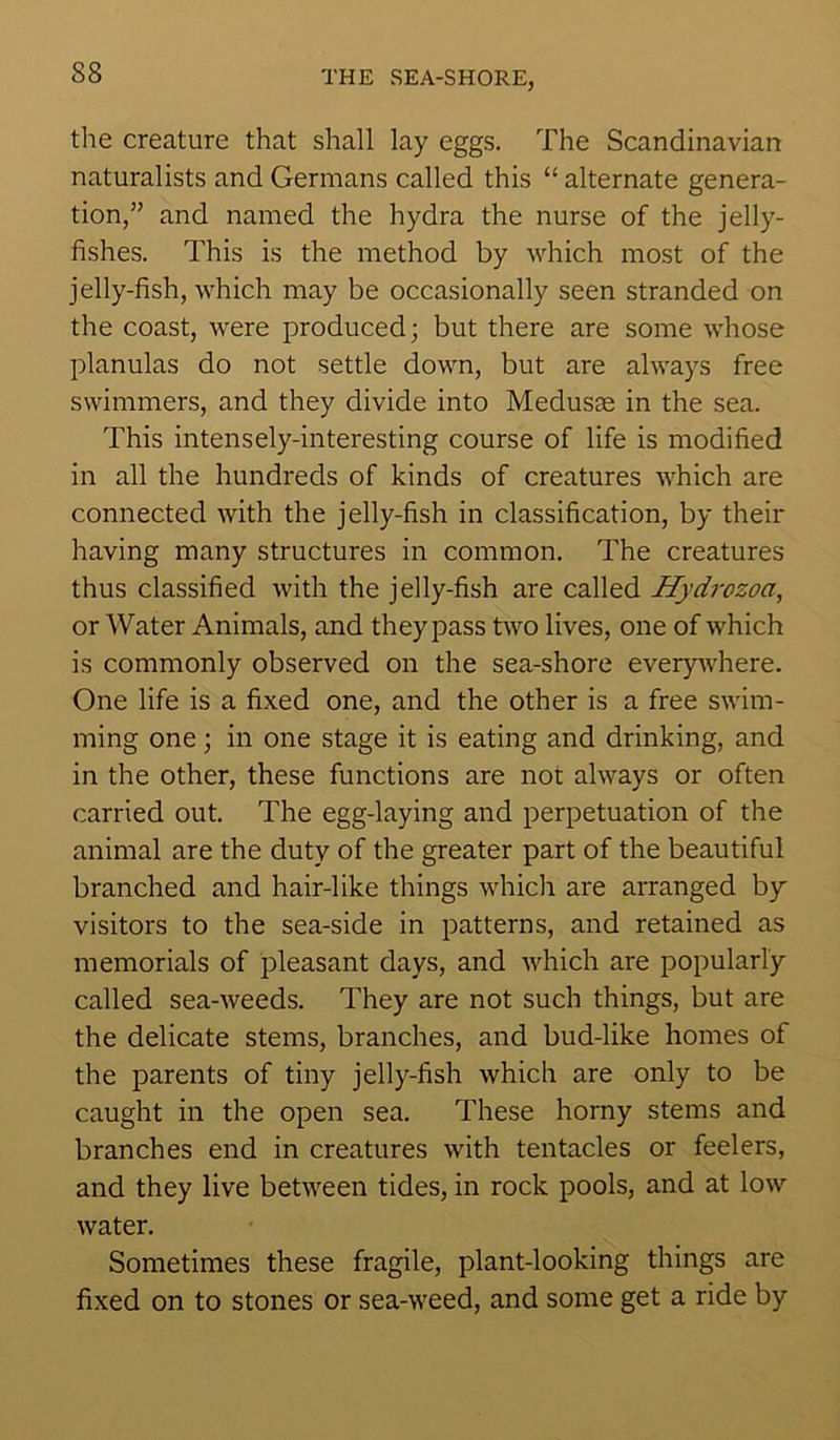 the creature that shall lay eggs. The Scandinavian naturalists and Germans called this “ alternate genera- tion,” and named the hydra the nurse of the jelly- fishes. This is the method by which most of the jelly-fish, which may be occasionally seen stranded on the coast, were produced; but there are some whose planulas do not settle down, but are always free swimmers, and they divide into Medusas in the sea. This intensely-interesting course of life is modified in all the hundreds of kinds of creatures which are connected with the jelly-fish in classification, by their having many structures in common. The creatures thus classified with the jelly-fish are called Hydrozoa, or Water Animals, and they pass two lives, one of which is commonly observed on the sea-shore everywhere. One life is a fixed one, and the other is a free swim- ming one; in one stage it is eating and drinking, and in the other, these functions are not always or often carried out. The egg-laying and perpetuation of the animal are the duty of the greater part of the beautiful branched and hair-like things which are arranged by- visitors to the sea-side in patterns, and retained as memorials of pleasant days, and which are popularly called sea-weeds. They are not such things, but are the delicate stems, branches, and bud-like homes of the parents of tiny jelly-fish which are only to be caught in the open sea. These horny stems and branches end in creatures with tentacles or feelers, and they live between tides, in rock pools, and at low water. Sometimes these fragile, plant-looking things are fixed on to stones or sea-weed, and some get a ride by