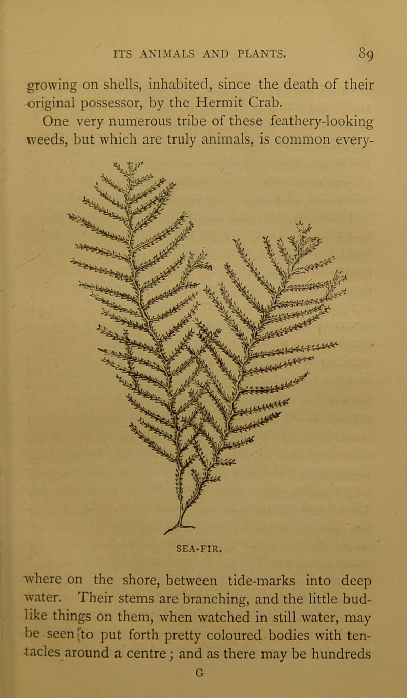 growing on shells, inhabited, since the death of their original possessor, by the Hermit Crab. One very numerous tribe of these feathery-looking weeds, but which are truly animals, is common every- where on the shore, between tide-marks into deep water. Their stems are branching, and the little bud- like things on them, when watched in still water, may be seen .'to put forth pretty coloured bodies with ten- tacles around a centre; and as there may be hundreds