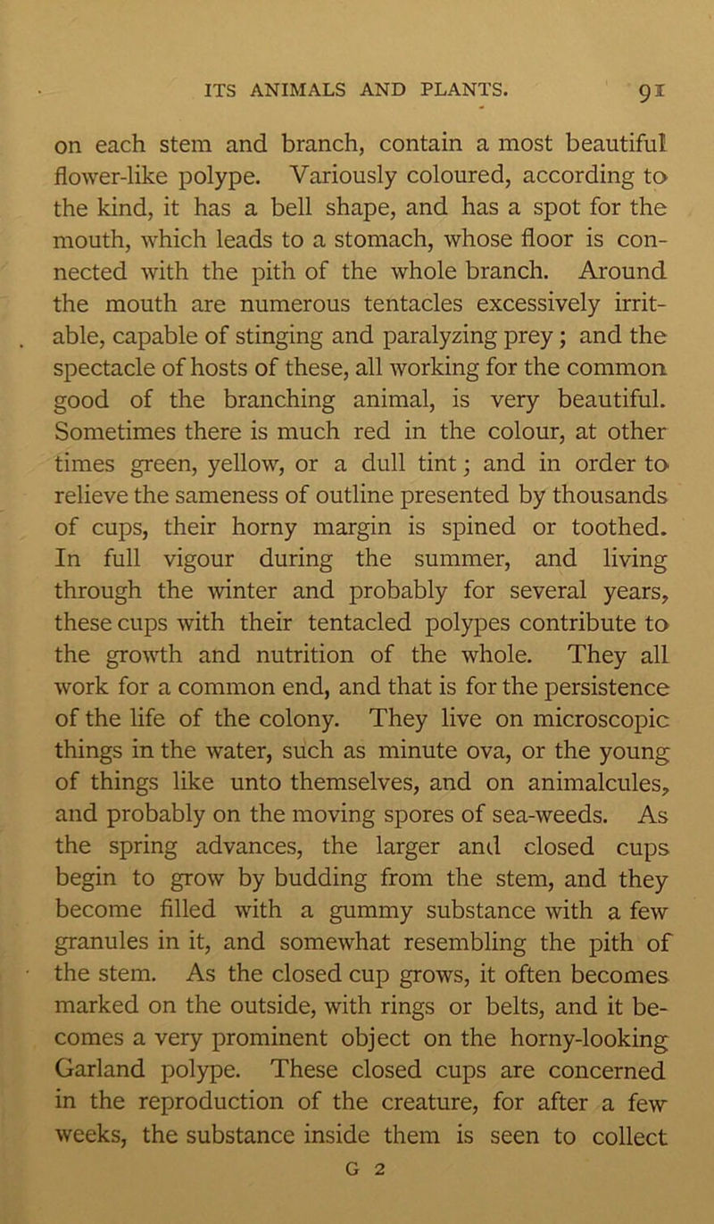 on each stem and branch, contain a most beautiful flower-like polype. Variously coloured, according to the kind, it has a bell shape, and has a spot for the mouth, which leads to a stomach, whose floor is con- nected with the pith of the whole branch. Around the mouth are numerous tentacles excessively irrit- able, capable of stinging and paralyzing prey; and the spectacle of hosts of these, all working for the common good of the branching animal, is very beautiful. Sometimes there is much red in the colour, at other times green, yellow, or a dull tint; and in order to relieve the sameness of outline presented by thousands of cups, their horny margin is spined or toothed. In full vigour during the summer, and living through the -winter and probably for several years, these cups with their tentacled polypes contribute to the growth and nutrition of the whole. They all work for a common end, and that is for the persistence of the life of the colony. They live on microscopic things in the water, such as minute ova, or the young of things like unto themselves, and on animalcules, and probably on the moving spores of sea-weeds. As the spring advances, the larger and closed cups begin to grow by budding from the stem, and they become filled with a gummy substance with a few granules in it, and somewhat resembling the pith of the stem. As the closed cup grows, it often becomes marked on the outside, with rings or belts, and it be- comes a very prominent object on the horny-looking Garland polype. These closed cups are concerned in the reproduction of the creature, for after a few weeks, the substance inside them is seen to collect g 2