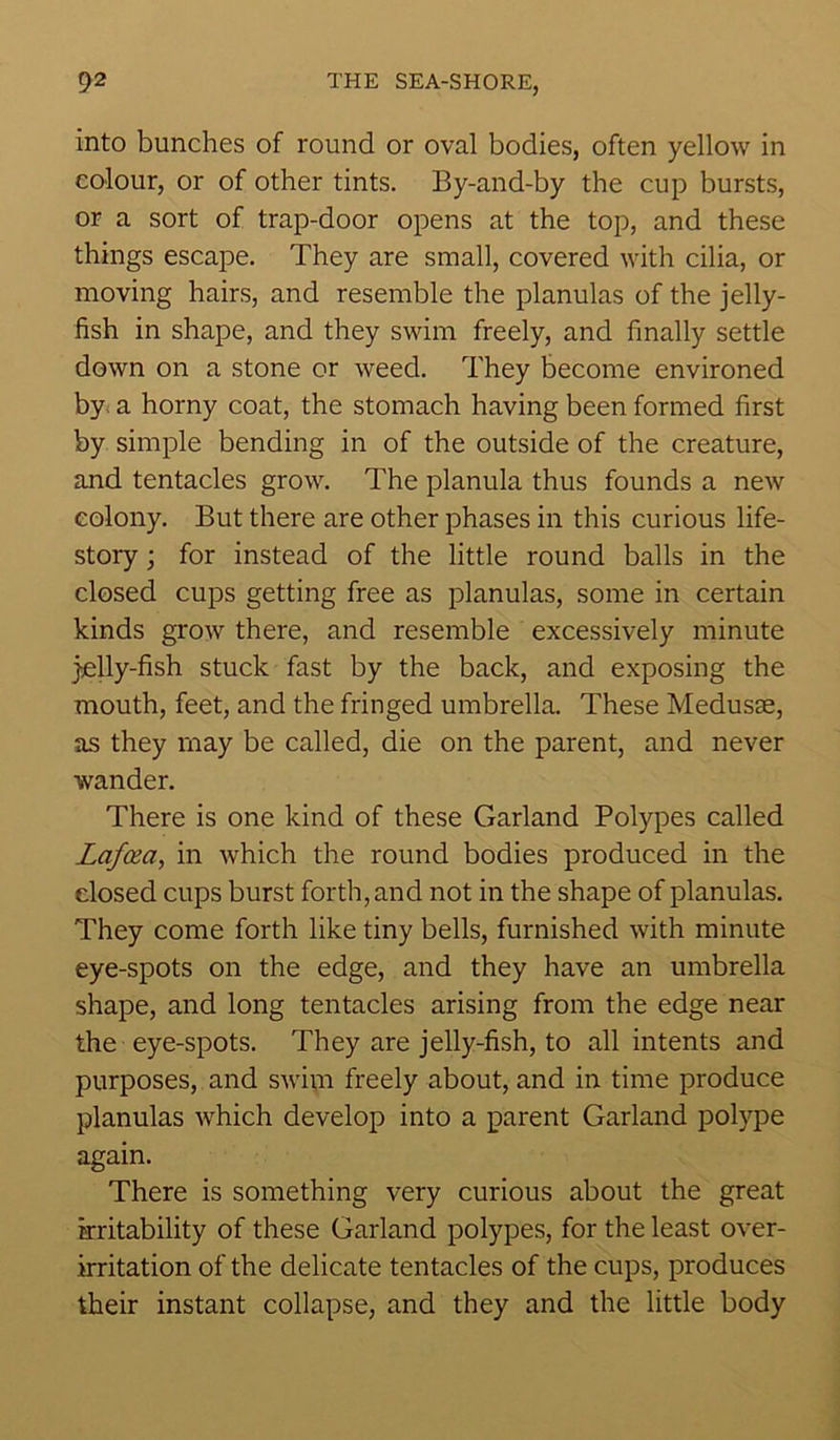 into bunches of round or oval bodies, often yellow in colour, or of other tints. By-and-by the cup bursts, or a sort of trap-door opens at the top, and these things escape. They are small, covered with cilia, or moving hairs, and resemble the planulas of the jelly- fish in shape, and they swim freely, and finally settle down on a stone or weed. They become environed by a horny coat, the stomach having been formed first by simple bending in of the outside of the creature, and tentacles grow. The planula thus founds a new colony. But there are other phases in this curious life- story ; for instead of the little round balls in the closed cups getting free as planulas, some in certain kinds grow there, and resemble excessively minute jelly-fish stuck fast by the back, and exposing the mouth, feet, and the fringed umbrella. These Medusae, as they may be called, die on the parent, and never wander. There is one kind of these Garland Polypes called Lafoza, in which the round bodies produced in the closed cups burst forth, and not in the shape of planulas. They come forth like tiny bells, furnished with minute eye-spots on the edge, and they have an umbrella shape, and long tentacles arising from the edge near the eye-spots. They are jelly-fish, to all intents and purposes, and swim freely about, and in time produce planulas which develop into a parent Garland polype again. There is something very curious about the great irritability of these Garland polypes, for the least over- irritation of the delicate tentacles of the cups, produces their instant collapse, and they and the little body
