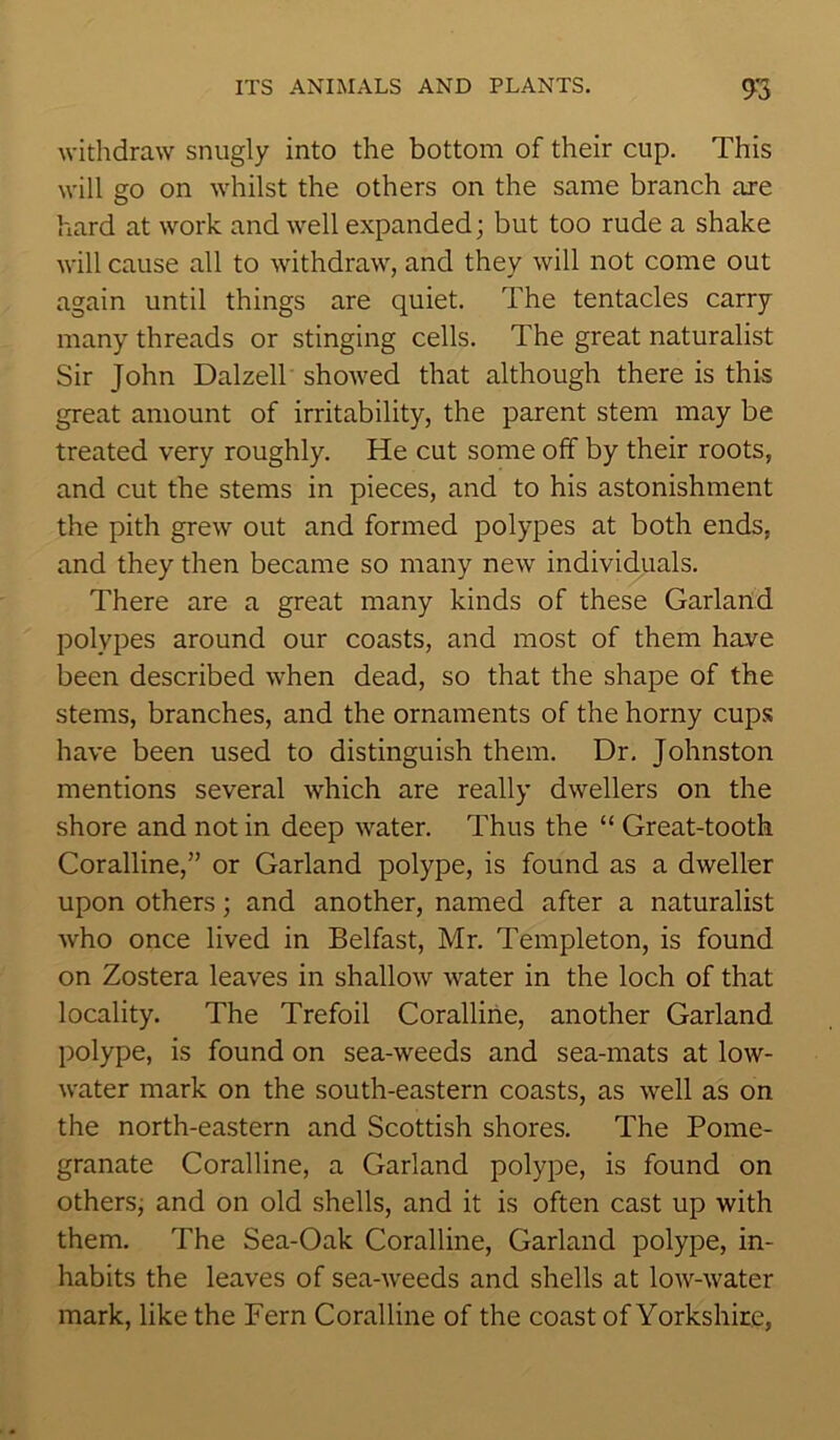 withdraw snugly into the bottom of their cup. This will go on whilst the others on the same branch are hard at work and well expanded; but too rude a shake will cause all to withdraw, and they will not come out again until things are quiet. The tentacles carry many threads or stinging cells. The great naturalist Sir John Dalzell showed that although there is this great amount of irritability, the parent stem may be treated very roughly. He cut some off by their roots, and cut the stems in pieces, and to his astonishment the pith grew out and formed polypes at both ends, and they then became so many new individuals. There are a great many kinds of these Garland polypes around our coasts, and most of them have been described when dead, so that the shape of the stems, branches, and the ornaments of the horny cups have been used to distinguish them. Dr. Johnston mentions several which are really dwellers on the shore and not in deep water. Thus the “ Great-tooth Coralline,” or Garland polype, is found as a dweller upon others; and another, named after a naturalist who once lived in Belfast, Mr. Templeton, is found on Zostera leaves in shallow water in the loch of that locality. The Trefoil Coralline, another Garland polype, is found on sea-weeds and sea-mats at low- water mark on the south-eastern coasts, as well as on the north-eastern and Scottish shores. The Pome- granate Coralline, a Garland polype, is found on others, and on old shells, and it is often cast up with them. The Sea-Oak Coralline, Garland polype, in- habits the leaves of sea-weeds and shells at low-water mark, like the Fern Coralline of the coast of Yorkshire,