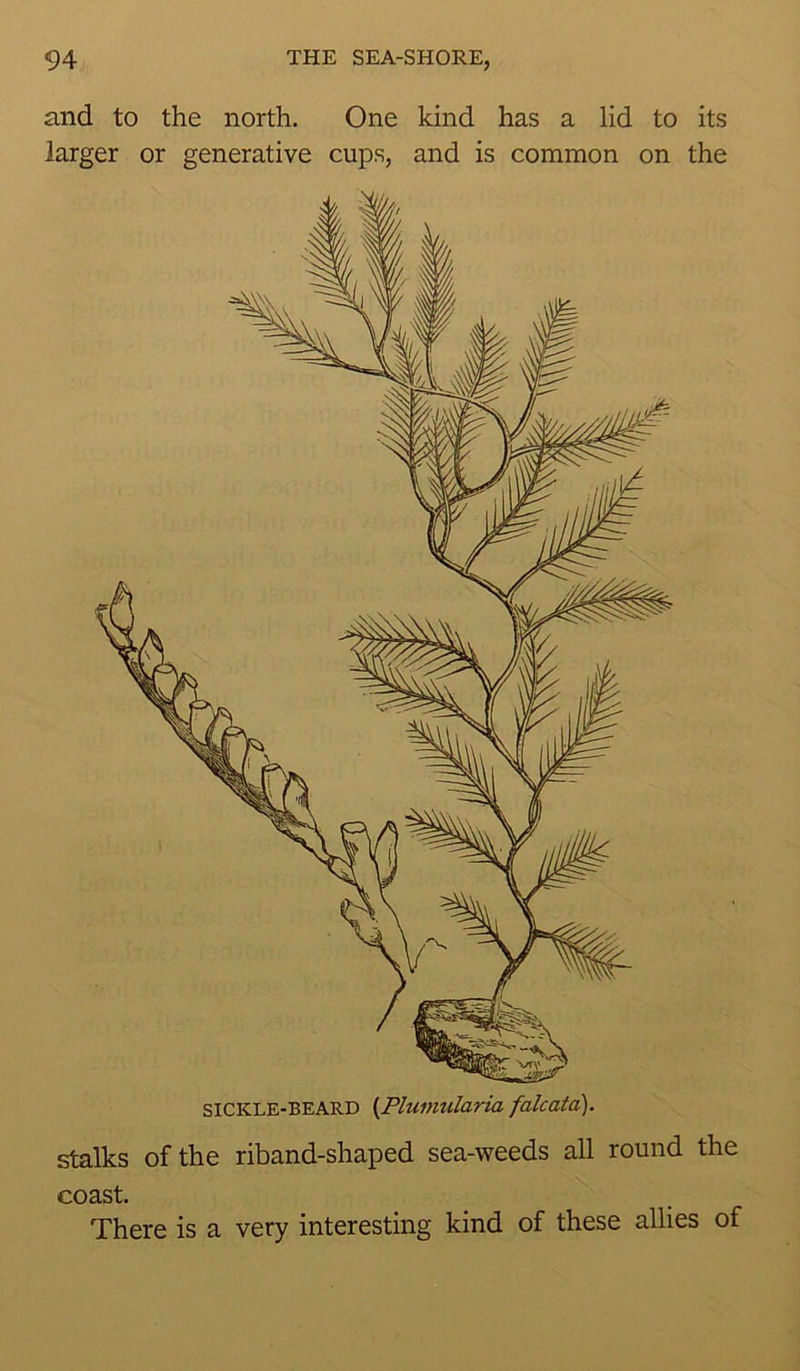 and to the north. One kind has a lid to its larger or generative cups, and is common on the SICKLE-BEARD {Plumularia falcata). stalks of the riband-shaped sea-weeds all round the coast. There is a very interesting kind of these allies of