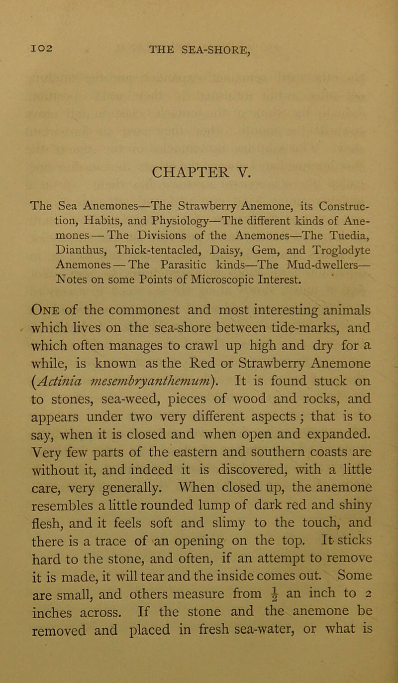 CHAPTER V. The Sea Anemones—The Strawberry Anemone, its Construc- tion, Habits, and Physiology—The different kinds of Ane- mones— The Divisions of the Anemones—The Tuedia, Dianthus, Thick-tentacled, Daisy, Gem, and Troglodyte Anemones — The Parasitic kinds—The Mud-dwellers— Notes on some Points of Microscopic Interest. One of the commonest and most interesting animals which lives on the sea-shore between tide-marks, and which often manages to crawl up high and dry for a while, is known as the Red or Strawberry Anemone (Actinia mesembryanthemuni). It is found stuck on to stones, sea-weed, pieces of wood and rocks, and appears under two very different aspects 3 that is to say, when it is closed and when open and expanded. Very few parts of the eastern and southern coasts are without it, and indeed it is discovered, with a little care, very generally. When closed up, the anemone resembles a little rounded lump of dark red and shiny flesh, and it feels soft and slimy to the touch, and there is a trace of an opening on the top. It- sticks hard to the stone, and often, if an attempt to remove it is made, it will tear and the inside comes out. Some are small, and others measure from | an inch to 2 inches across. If the stone and the anemone be removed and placed in fresh sea-water, or what is