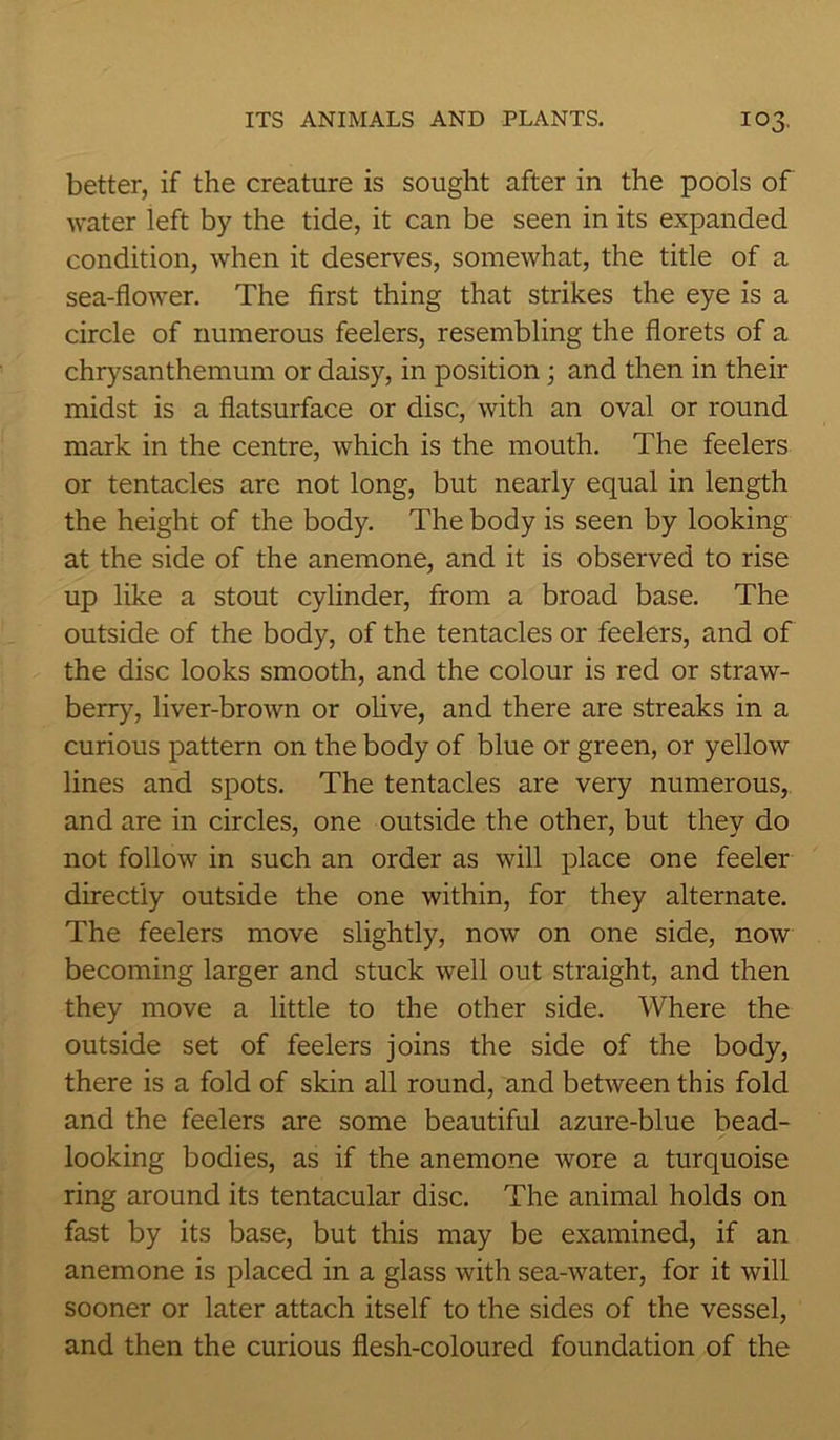 better, if the creature is sought after in the pools of water left by the tide, it can be seen in its expanded condition, when it deserves, somewhat, the title of a sea-flower. The first thing that strikes the eye is a circle of numerous feelers, resembling the florets of a chrysanthemum or daisy, in position; and then in their midst is a flatsurface or disc, with an oval or round mark in the centre, which is the mouth. The feelers or tentacles are not long, but nearly equal in length the height of the body. The body is seen by looking at the side of the anemone, and it is observed to rise up like a stout cylinder, from a broad base. The outside of the body, of the tentacles or feelers, and of the disc looks smooth, and the colour is red or straw- berry, liver-brown or olive, and there are streaks in a curious pattern on the body of blue or green, or yellow lines and spots. The tentacles are very numerous, and are in circles, one outside the other, but they do not follow in such an order as will place one feeler directly outside the one within, for they alternate. The feelers move slightly, now on one side, now becoming larger and stuck well out straight, and then they move a little to the other side. AVhere the outside set of feelers joins the side of the body, there is a fold of skin all round, and between this fold and the feelers are some beautiful azure-blue bead- looking bodies, as if the anemone wore a turquoise ring around its tentacular disc. The animal holds on fast by its base, but this may be examined, if an anemone is placed in a glass with sea-water, for it will sooner or later attach itself to the sides of the vessel, and then the curious flesh-coloured foundation of the