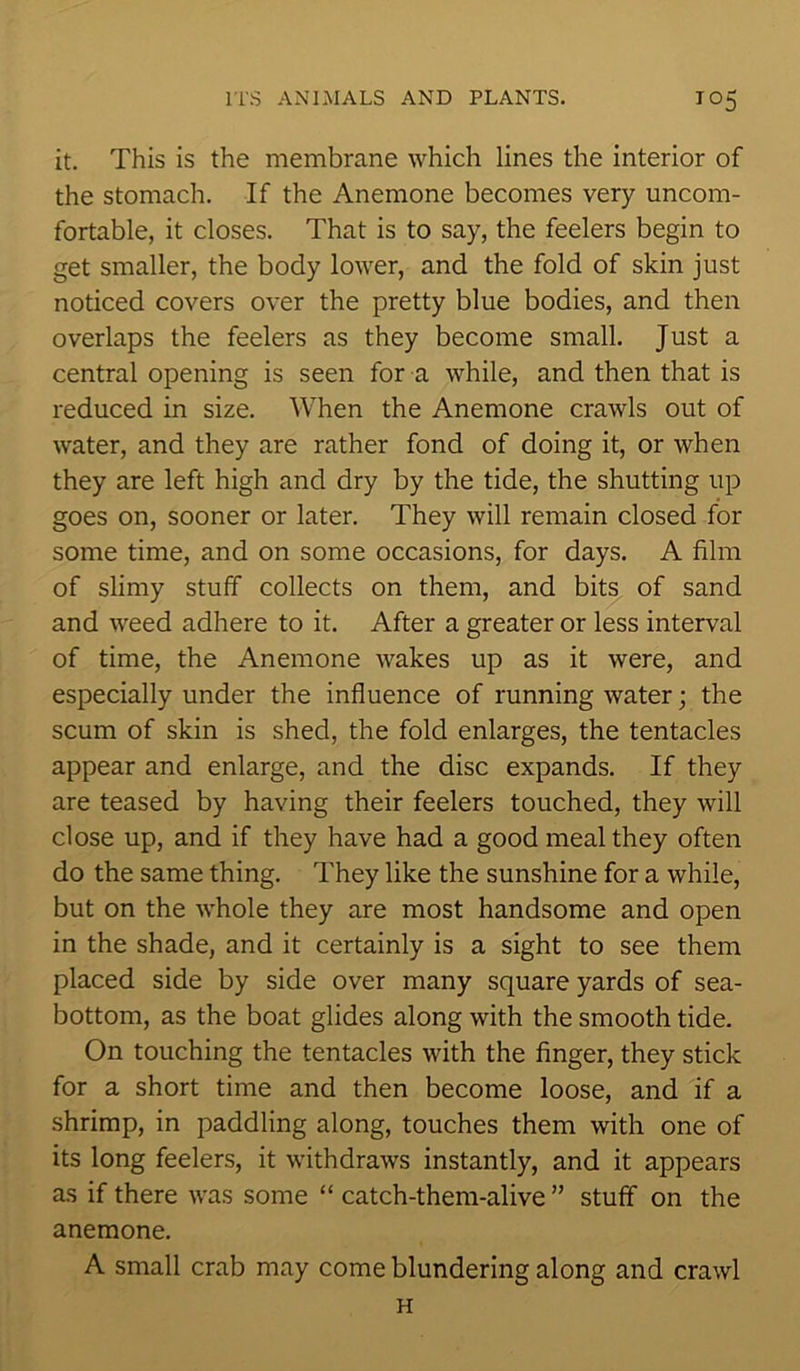 it. This is the membrane which lines the interior of the stomach. If the Anemone becomes very uncom- fortable, it closes. That is to say, the feelers begin to get smaller, the body lower, and the fold of skin just noticed covers over the pretty blue bodies, and then overlaps the feelers as they become small. Just a central opening is seen for a while, and then that is reduced in size. When the Anemone crawls out of water, and they are rather fond of doing it, or when they are left high and dry by the tide, the shutting up goes on, sooner or later. They will remain closed for some time, and on some occasions, for days. A film of slimy stuff collects on them, and bits of sand and weed adhere to it. After a greater or less interval of time, the Anemone wakes up as it were, and especially under the influence of running water; the scum of skin is shed, the fold enlarges, the tentacles appear and enlarge, and the disc expands. If they are teased by having their feelers touched, they will close up, and if they have had a good meal they often do the same thing. They like the sunshine for a while, but on the whole they are most handsome and open in the shade, and it certainly is a sight to see them placed side by side over many square yards of sea- bottom, as the boat glides along with the smooth tide. On touching the tentacles with the finger, they stick for a short time and then become loose, and if a shrimp, in paddling along, touches them with one of its long feelers, it withdraws instantly, and it appears as if there was some “ catch-them-alive ” stuff on the anemone. A small crab may come blundering along and crawl H