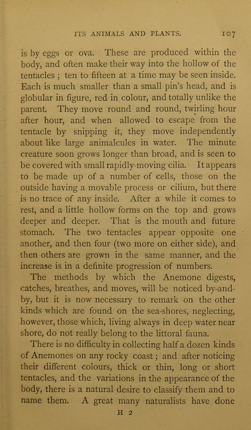 is by eggs or ova. These are produced within the body, and often make their way into the hollow of the tentacles ; ten to fifteen at a time may be seen inside. Each is much smaller than a small pin’s head, and is globular in figure, red in colour, and totally unlike the parent. They move round and round, twirling hour after hour, and when allowed to escape from the tentacle by snipping it, they move independently about like large animalcules in water. The minute creature soon grows longer than broad, and is seen to be covered with small rapidly-moving cilia. It appears to be made up of a number of cells, those on the outside having a movable process or cilium, but there is no trace of any inside. After a while it comes to rest, and a little hollow forms on the top and grows deeper and deeper. That is the mouth and future stomach. The two tentacles appear opposite one another, and then four (two more on either side), and then others are grown in the same manner, and the increase is in a definite progression of numbers. The methods by which the Anemone digests, catches, breathes, and moves, will be noticed by-and- by, but it is now necessary to remark on the other kinds which are found on the sea-shores, neglecting, however, those which, living always in deep water near shore, do not really belong to the littoral fauna. There is no difficulty in collecting half a dozen kinds of Anemones on any rocky coast; and after noticing their different colours, thick or thin, long or short tentacles, and the variations in the appearance of the body, there is a natural desire to classify them and to name them. A great many naturalists have done h 2