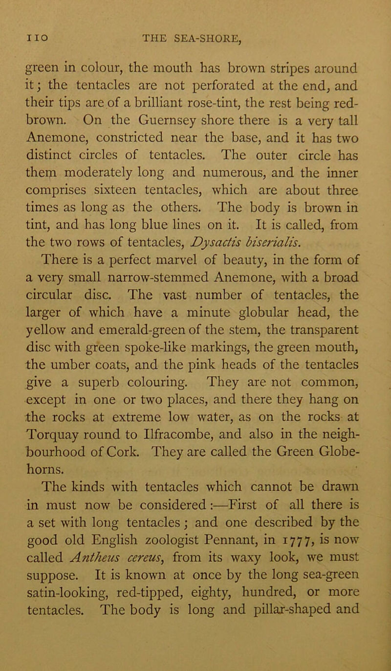 green in colour, the mouth has brown stripes around it; the tentacles are not perforated at the end, and their tips are of a brilliant rose-tint, the rest being red- brown. On the Guernsey shore there is a very tall Anemone, constricted near the base, and it has two distinct circles of tentacles. The outer circle has them moderately long and numerous, and the inner comprises sixteen tentacles, which are about three times as long as the others. The body is brown in tint, and has long blue lines on it. It is called, from the two rows of tentacles, Dysactis biserialis. There is a perfect marvel of beauty, in the form of a very small narrow-stemmed Anemone, with a broad circular disc. The vast number of tentacles, the larger of which have a minute globular head, the yellow and emerald-green of the stem, the transparent disc with green spoke-like markings, the green mouth, the umber coats, and the pink heads of the tentacles give a superb colouring. They are not common, except in one or two places, and there they hang on the rocks at extreme low water, as on the rocks at Torquay round to Ilfracombe, and also in the neigh- bourhood of Cork. They are called the Green Globe- horns. The kinds with tentacles which cannot be drawn in must now be considered :—First of all there is a set with long tentacles; and one described by the good old English zoologist Pennant, in 1777, is now called Antheus cereus, from its waxy look, we must suppose. It is known at once by the long sea-green satin-looking, red-tipped, eighty, hundred, or more tentacles. The body is long and pillar-shaped and