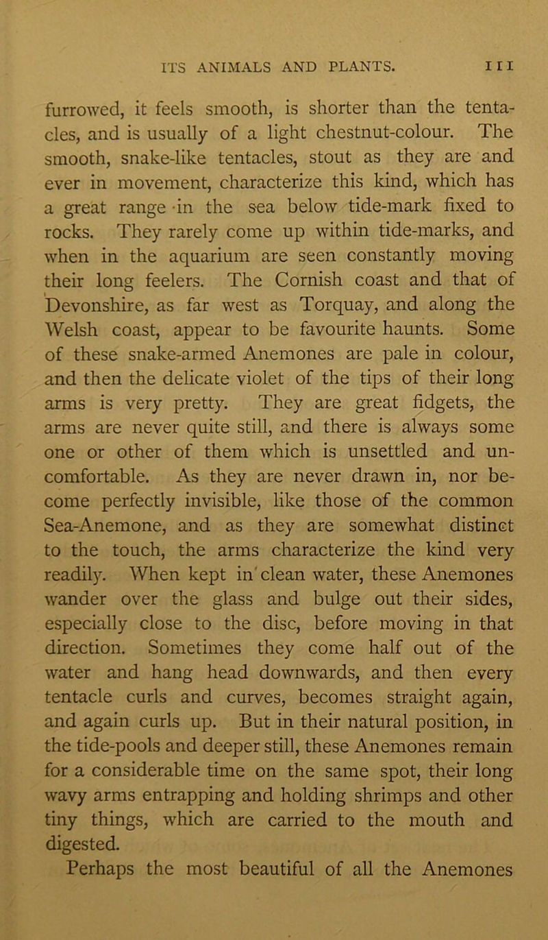 furrowed, it feels smooth, is shorter than the tenta- cles, and is usually of a light chestnut-colour. The smooth, snake-like tentacles, stout as they are and ever in movement, characterize this kind, which has a great range -in the sea below tide-mark fixed to rocks. They rarely come up within tide-marks, and when in the aquarium are seen constantly moving their long feelers. The Cornish coast and that of Devonshire, as far west as Torquay, and along the Welsh coast, appear to be favourite haunts. Some of these snake-armed Anemones are pale in colour, and then the delicate violet of the tips of their long arms is very pretty. They are great fidgets, the arms are never quite still, and there is always some one or other of them which is unsettled and un- comfortable. As they are never drawn in, nor be- come perfectly invisible, like those of the common Sea-Anemone, and as they are somewhat distinct to the touch, the arms characterize the kind very readily. When kept in clean water, these Anemones wander over the glass and bulge out their sides, especially close to the disc, before moving in that direction. Sometimes they come half out of the water and hang head downwards, and then every tentacle curls and curves, becomes straight again, and again curls up. But in their natural position, in the tide-pools and deeper still, these Anemones remain for a considerable time on the same spot, their long wavy arms entrapping and holding shrimps and other tiny things, which are carried to the mouth and digested. Perhaps the most beautiful of all the Anemones