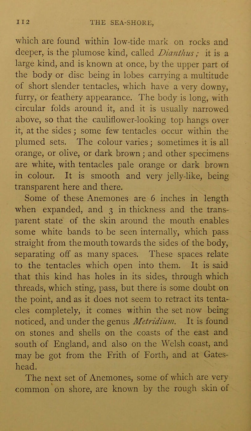 which are found within low-tide mark on rocks and deeper, is the plumose kind, called Dianthus; it is a large kind, and is known at once, by the upper part of the body or disc being in lobes carrying a multitude of short slender tentacles, which have a very downy, furry, or feathery appearance. The body is long, with circular folds around it, and it is usually narrowed above, so that the cauliflower-looking top hangs over it, at the sides; some few tentacles occur within the plumed sets. The colour varies; sometimes it is all orange, or olive, or dark brown; and other specimens are white, with tentacles pale orange or dark brown in colour. It is smooth and very jelly-like, being transparent here and there. Some of these Anemones are 6 inches in length when expanded, and 3 in thickness and the trans- parent state of the skin around the mouth enables some white bands to be seen internally, which pass straight from the mouth towards the sides of the body, separating off as many spaces. These spaces relate to the tentacles which open into them. It is said that this kind has holes in its sides, through which threads, which sting, pass, but there is some doubt on the point, and as it does not seem to retract its tenta- cles completely, it comes within the set now being noticed, and under the genus Metridium. It is found on stones and shells on the coasts of the east and south of England, and also on the Welsh coast, and may be got from the Frith of Forth, and at Gates- head. The next set of Anemones, some of which are very common on shore, are knowm by the rough skin of