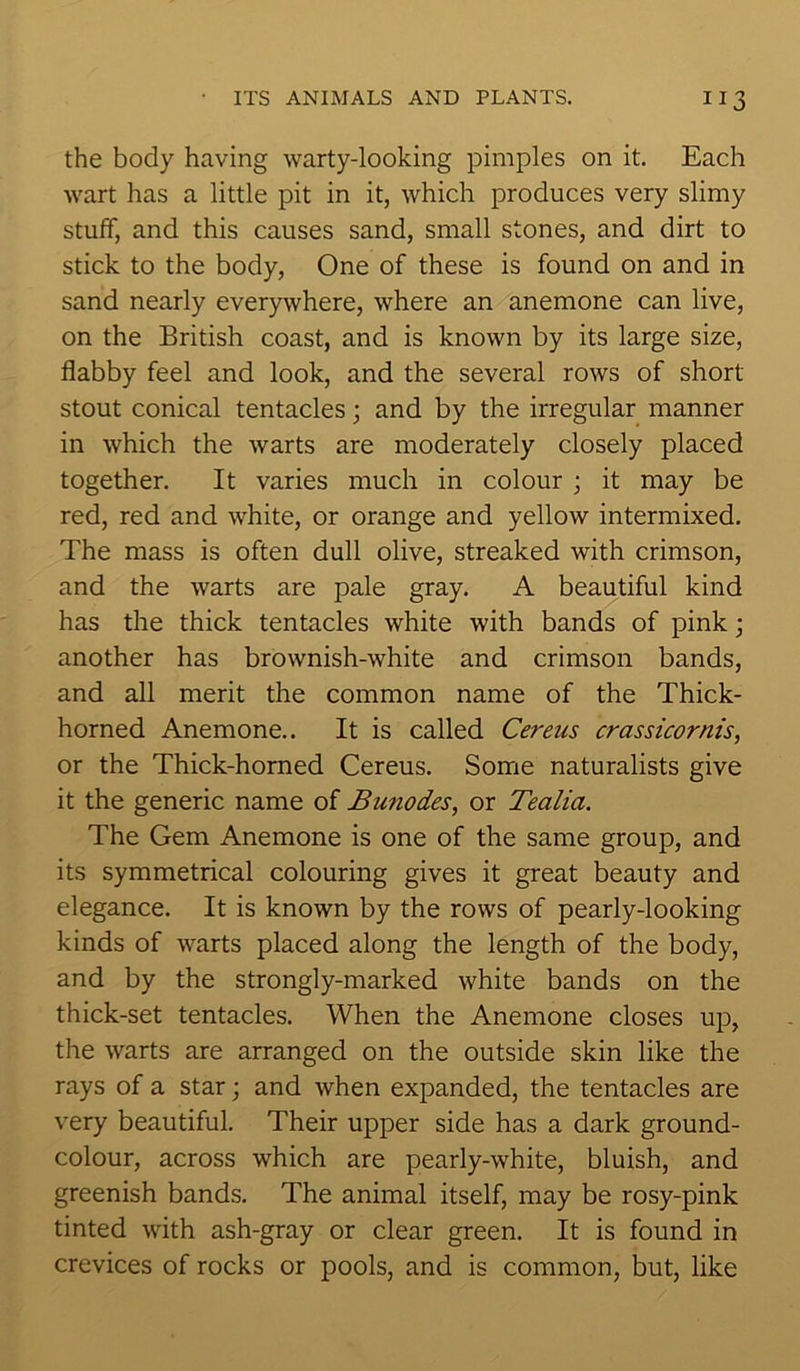 the body having warty-looking pimples on it. Each wart has a little pit in it, which produces very slimy stuff, and this causes sand, small stones, and dirt to stick to the body, One of these is found on and in sand nearly everywhere, where an anemone can live, on the British coast, and is known by its large size, flabby feel and look, and the several rows of short stout conical tentacles; and by the irregular manner in which the warts are moderately closely placed together. It varies much in colour ; it may be red, red and white, or orange and yellow intermixed. The mass is often dull olive, streaked with crimson, and the warts are pale gray. A beautiful kind has the thick tentacles white with bands of pink; another has brownish-white and crimson bands, and all merit the common name of the Thick- horned Anemone.. It is called Cerens crassicornis, or the Thick-horned Cereus. Some naturalists give it the generic name of Bunodes, or Tealia. The Gem Anemone is one of the same group, and its symmetrical colouring gives it great beauty and elegance. It is known by the rows of pearly-looking kinds of warts placed along the length of the body, and by the strongly-marked white bands on the thick-set tentacles. When the Anemone closes up, the warts are arranged on the outside skin like the rays of a star; and when expanded, the tentacles are very beautiful. Their upper side has a dark ground- colour, across which are pearly-white, bluish, and greenish bands. The animal itself, may be rosy-pink tinted with ash-gray or clear green. It is found in crevices of rocks or pools, and is common, but, like