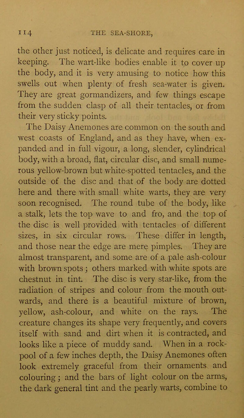 the other just noticed, is delicate and requires care in keeping. The wart-like bodies enable it to cover up the body, and it is very amusing to notice how this swells out when plenty of fresh sea-water is given. They are great gormandizers, and few things escape from the sudden clasp of all their tentacles, or from their very sticky points. The Daisy Anemones are common on the south and west coasts of England, and as they have, when ex- panded and in full vigour, a long, slender, cylindrical body, with a broad, flat, circular disc, and small nume- rous yellow-brown but white-spotted tentacles, and the outside of the disc and that of the body are dotted here and there with small white warts, they are very soon recognised. The round tube of the body, like a stalk, lets the top wave to and fro, and the top of the disc is well provided with tentacles of different sizes, in six circular rows. These differ in length, and those near the edge are mere pimples. They are almost transparent, and some are of a pale ash-colour with brown spots; others marked with white spots are chestnut in tint. The disc is very star-like, from the radiation of stripes and colour from the mouth out- wards, and there is a beautiful mixture of brown, yellow, ash-colour, and white on the rays. The creature changes its shape very frequently, and covers itself with sand and dirt when it is contracted, and looks like a piece of muddy sand. When in a rock- pool of a few inches depth, the Daisy Anemones often look extremely graceful from their ornaments and colouring; and the bars of light colour on the arms, the dark general tint and the pearly warts, combine to