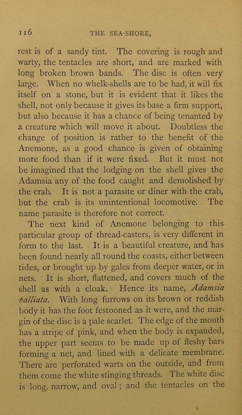 rest is of a sandy tint. The covering is rough and warty, the tentacles are short, and are marked with long broken brown bands. The disc is often very large. When no whelk-shells are to be had, it will fix itself on a stone, but it is evident that it likes the shell, not only because it gives its base a firm support, but also because it has a chance of being tenanted by a creature which will move it about. Doubtless the change of position is rather to the benefit of the Anemone, as a good chance is given of obtaining more food than if it were fixed. But it must not be imagined that the lodging on the shell gives the Adamsia any of the food caught and demolished by the crab. It is not a parasite or diner with the crab, but the crab is its unintentional locomotive. The name parasite is therefore not correct. The next kind of Anemone belonging to this particular group of thread-casters, is very different in form to the last. It is a beautiful creature, and has been found nearly all round the coasts, either between tides, or brought up by gales from deeper water, or in nets. It is short, flattened, and covers much of the shell as with a cloak. Hence its name, Adamsia i)alliata. With long furrows on its brown or reddish body it has the foot festooned as it were, and the mar- gin of the disc is a pale scarlet. The edge of the mouth has a stripe of pink, and when the body is expanded, the upper part seems to be made up of fleshy bars forming a net, and lined with a delicate membrane. There are perforated warts on the outside, and from them come the white stinging threads. The white disc is long, narrow, and oval; and the tentacles on the