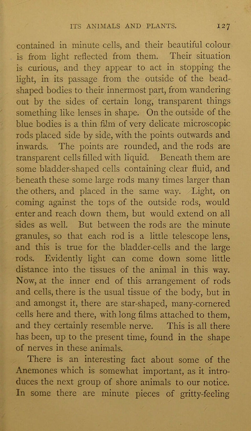 contained in minute cells, and their beautiful colour is from light reflected from them. Their situation is curious, and they appear to act in stopping the light, in its passage from the outside of the bead- shaped bodies to their innermost part, from wandering out by the sides of certain long, transparent things something like lenses in shape. On the outside of the blue bodies is a thin film of very delicate microscopic rods placed side by side, with the points outwards and inwards. The points are rounded, and the rods are transparent cells filled with liquid. Beneath them are some bladder-shaped cells containing clear fluid, and beneath these some large rods many times larger than the others, and placed in the same way. Light, on coming against the tops of the outside rods, would enter and reach down them, but would extend on all sides as well. But between the rods are the minute granules, so that each rod is a little telescope lens, and this is true for the bladder-cells and the large rods. Evidently light can come down some little distance into the tissues of the animal in this way. Now, at the inner end of this arrangement of rods and cells, there is the usual tissue of the body, but in and amongst it, there are star-shaped, many-cornered cells here and there, with long films attached to them, and they certainly resemble nerve. This is all there has been, up to the present time, found in the shape of nerves in these animals. There is an interesting fact about some of the Anemones which is somewhat important, as it intro- duces the next group of shore animals to our notice. In some there are minute pieces of gritty-feeling