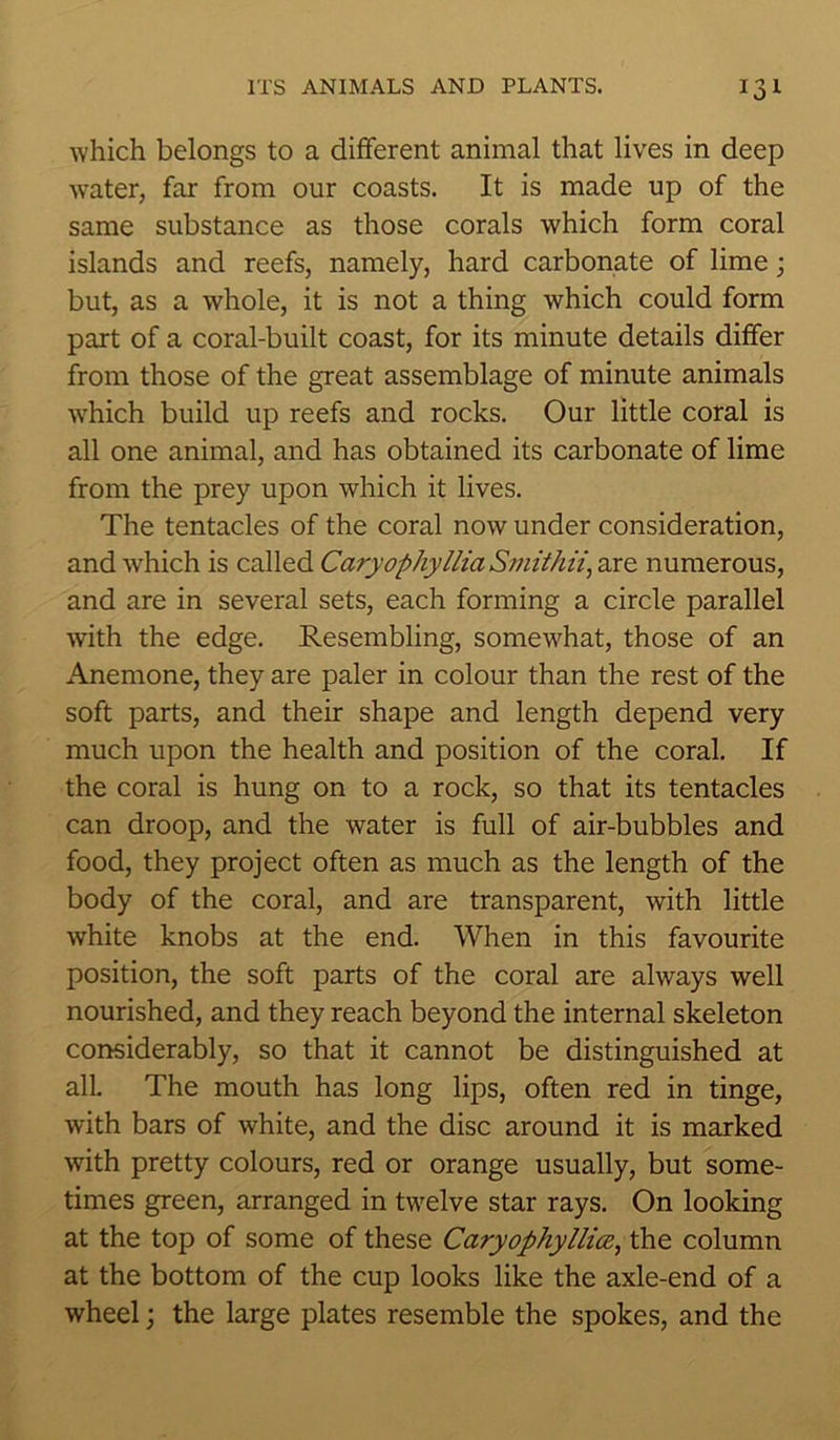which belongs to a different animal that lives in deep water, far from our coasts. It is made up of the same substance as those corals which form coral islands and reefs, namely, hard carbonate of lime; but, as a whole, it is not a thing which could form part of a coral-built coast, for its minute details differ from those of the great assemblage of minute animals •which build up reefs and rocks. Our little coral is all one animal, and has obtained its carbonate of lime from the prey upon which it lives. The tentacles of the coral now under consideration, and which is called Caryophyllia Smithii, are numerous, and are in several sets, each forming a circle parallel with the edge. Resembling, somewhat, those of an Anemone, they are paler in colour than the rest of the soft parts, and their shape and length depend very much upon the health and position of the coral. If the coral is hung on to a rock, so that its tentacles can droop, and the water is full of air-bubbles and food, they project often as much as the length of the body of the coral, and are transparent, with little white knobs at the end. When in this favourite position, the soft parts of the coral are always well nourished, and they reach beyond the internal skeleton considerably, so that it cannot be distinguished at all. The mouth has long lips, often red in tinge, with bars of white, and the disc around it is marked with pretty colours, red or orange usually, but some- times green, arranged in twelve star rays. On looking at the top of some of these Caryophyllicz, the column at the bottom of the cup looks like the axle-end of a wheel; the large plates resemble the spokes, and the