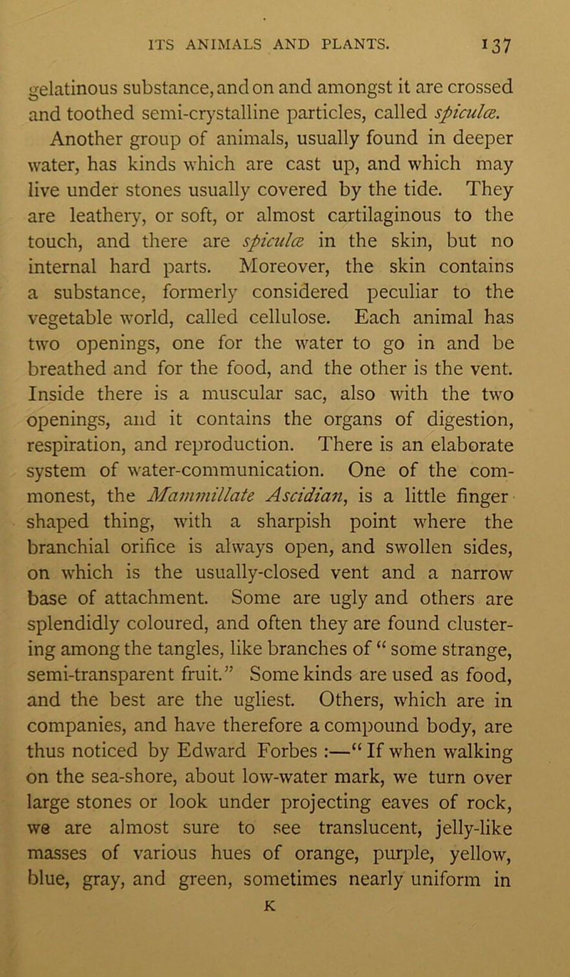 gelatinous substance, and on and amongst it are crossed and toothed semi-crystalline particles, called spiculce. Another group of animals, usually found in deeper water, has kinds which are cast up, and which may live under stones usually covered by the tide. They are leathery, or soft, or almost cartilaginous to the touch, and there are spiculce in the skin, but no internal hard parts. Moreover, the skin contains a substance, formerly considered peculiar to the vegetable world, called cellulose. Each animal has two openings, one for the water to go in and be breathed and for the food, and the other is the vent. Inside there is a muscular sac, also with the two openings, and it contains the organs of digestion, respiration, and reproduction. There is an elaborate system of water-communication. One of the com- monest, the Mammillate Ascidian, is a little finger shaped thing, with a sharpish point where the branchial orifice is always open, and swollen sides, on which is the usually-closed vent and a narrow base of attachment. Some are ugly and others are splendidly coloured, and often they are found cluster- ing among the tangles, like branches of “ some strange, semi-transparent fruit.” Some kinds are used as food, and the best are the ugliest. Others, which are in companies, and have therefore a compound body, are thus noticed by Edward Forbes :—“ If when walking on the sea-shore, about low-water mark, we turn over large stones or look under projecting eaves of rock, we are almost sure to see translucent, jelly-like masses of various hues of orange, purple, yellow, blue, gray, and green, sometimes nearly uniform in