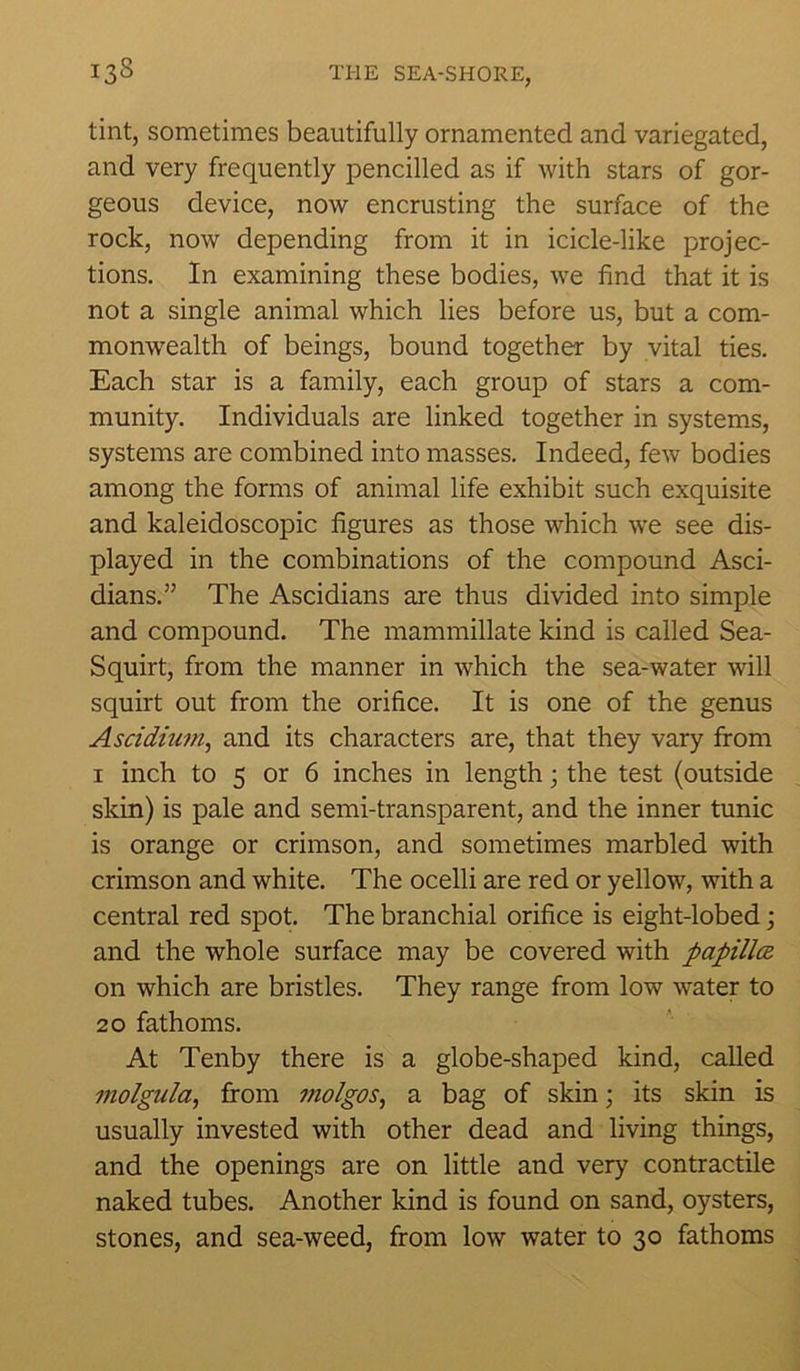 tint, sometimes beautifully ornamented and variegated, and very frequently pencilled as if with stars of gor- geous device, now encrusting the surface of the rock, now depending from it in icicle-like projec- tions. In examining these bodies, we find that it is not a single animal which lies before us, but a com- monwealth of beings, bound together by vital ties. Each star is a family, each group of stars a com- munity. Individuals are linked together in systems, systems are combined into masses. Indeed, few bodies among the forms of animal life exhibit such exquisite and kaleidoscopic figures as those which we see dis- played in the combinations of the compound Asci- dians.” The Ascidians are thus divided into simple and compound. The mammillate kind is called Sea- Squirt, from the manner in which the sea-water will squirt out from the orifice. It is one of the genus Ascidium, and its characters are, that they vary from 1 inch to 5 or 6 inches in length; the test (outside skin) is pale and semi-transparent, and the inner tunic is orange or crimson, and sometimes marbled with crimson and white. The ocelli are red or yellow, with a central red spot. The branchial orifice is eight-lobed; and the whole surface may be covered with papilla. on which are bristles. They range from low water to 20 fathoms. At Tenby there is a globe-shaped kind, called molgula, from violgos, a bag of skin; its skin is usually invested with other dead and living things, and the openings are on little and very contractile naked tubes. Another kind is found on sand, oysters, stones, and sea-weed, from low water to 30 fathoms