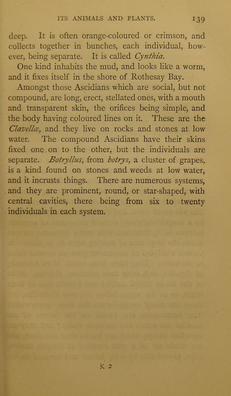 deep. It is often orange-coloured or crimson, and collects together in bunches, each individual, how- ever, being separate. It is called Cynthia. One kind inhabits the mud, and looks like a worm, and it fixes itself in the shore of Rothesay Bay. Amongst those Ascidians which are social, but not compound, are long, erect, stellated ones, with a mouth and transparent skin, the orifices being simple, and the body having coloured lines on it. These are the Clavellce, and they live on rocks and stones at low water. The compound Ascidians have their skins fixed one on to the other, but the individuals are separate. Botryllus, from botrys, a cluster of grapes, is a kind found on stones and weeds at low water, and it incrusts things. There are numerous systems, and they are prominent, round, or star-shaped, with central cavities, there being from six to twenty individuals in each system. K 2