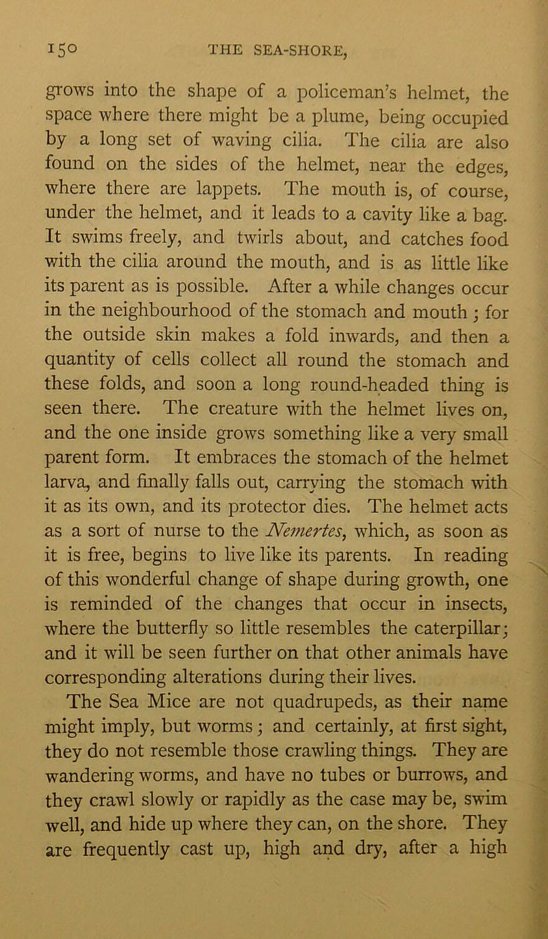 grows into the shape of a policeman’s helmet, the space where there might be a plume, being occupied by a long set of waving cilia. The cilia are also found on the sides of the helmet, near the edges, where there are lappets. The mouth is, of course, under the helmet, and it leads to a cavity like a bag. It swims freely, and twirls about, and catches food with the cilia around the mouth, and is as little like its parent as is possible. After a while changes occur in the neighbourhood of the stomach and mouth; for the outside skin makes a fold inwards, and then a quantity of cells collect all round the stomach and these folds, and soon a long round-headed thing is seen there. The creature with the helmet lives on, and the one inside grows something like a very small parent form. It embraces the stomach of the helmet larva, and finally falls out, carrying the stomach with it as its own, and its protector dies. The helmet acts as a sort of nurse to the Nemertes, which, as soon as it is free, begins to live like its parents. In reading of this wonderful change of shape during growth, one is reminded of the changes that occur in insects, where the butterfly so little resembles the caterpillar; and it will be seen further on that other animals have corresponding alterations during their lives. The Sea Mice are not quadrupeds, as their name might imply, but worms; and certainly, at first sight, they do not resemble those crawling things. They are wandering worms, and have no tubes or burrows, and they crawl slowly or rapidly as the case may be, swim well, and hide up where they can, on the shore. They are frequently cast up, high and dry, after a high