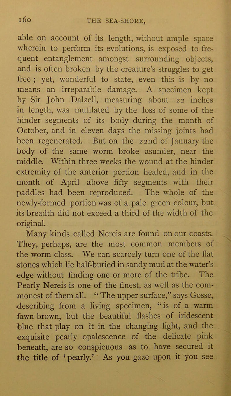 able on account of its length, without ample space wherein to perform its evolutions, is exposed to fre- quent entanglement amongst surrounding objects, and is often broken by the creature’s struggles to get free; yet, wonderful to state, even this is by no means an irreparable damage. A specimen kept by Sir John Dalzell, measuring about 22 inches in length, was mutilated by the loss of some of the hinder segments of its body during the month of October, and in eleven days the missing joints had been regenerated. But on the 22nd of January the body of the same worm broke asunder, near the middle. Within three weeks the wound at the hinder extremity of the anterior portion healed, and in the month of April above fifty segments with their paddles had been reproduced. The whole of the newly-formed portion was of a pale green colour, but its breadth did not exceed a third of the width of the original. Many kinds called Nereis are found on our coasts. They, perhaps, are the most common members of the worm class. We can scarcely turn one of the flat stones which lie half-buried in sandy mud at the water’s edge without finding one or more of the tribe. The Pearly Nereis is one of the finest, as well as the com- monest of them all. “ The upper surface,” says Gosse, describing from a living specimen, “is of a warm fawn-brown, but the beautiful flashes of iridescent blue that play on it in the changing light, and the exquisite pearly opalescence of the delicate pink beneath, are so conspicuous as to have secured it the title of ‘pearly.’ As you gaze upon it you see