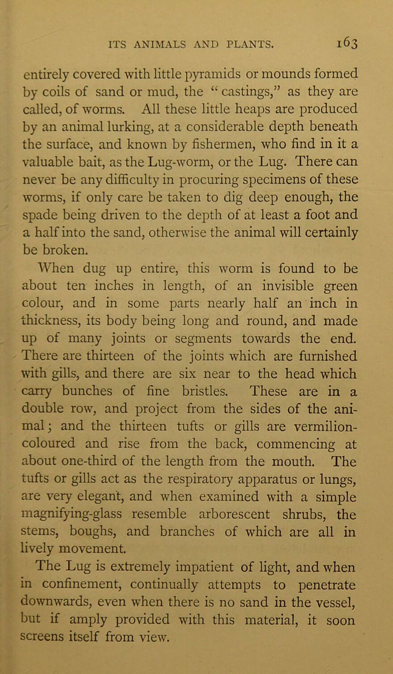 entirely covered with little pyramids or mounds formed by coils of sand or mud, the “ castings,” as they are called, of worms. All these little heaps are produced by an animal lurking, at a considerable depth beneath the surface, and known by fishermen, who find in it a valuable bait, as the Lug-worm, or the Lug. There can never be any difficulty in procuring specimens of these worms, if only care be taken to dig deep enough, the spade being driven to the depth of at least a foot and a half into the sand, otherwise the animal will certainly be broken. When dug up entire, this worm is found to be about ten inches in length, of an invisible green colour, and in some parts nearly half an inch in thickness, its body being long and round, and made up of many joints or segments towards the end. There are thirteen of the joints which are furnished with gills, and there are six near to the head which carry bunches of fine bristles. These are in a double row, and project from the sides of the ani- mal; and the thirteen tufts or gills are vermilion- coloured and rise from the back, commencing at about one-third of the length from the mouth. The tufts or gills act as the respiratory apparatus or lungs, are very elegant, and when examined with a simple magnifying-glass resemble arborescent shrubs, the stems, boughs, and branches of which are all in lively movement. The Lug is extremely impatient of light, and when in confinement, continually attempts to penetrate downwards, even when there is no sand in the vessel, but if amply provided with this material, it soon screens itself from view.