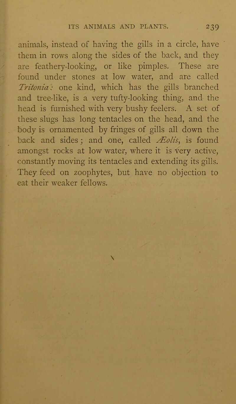animals, instead of having the gills in a circle, have them in rows along the sides of the back, and they are feathery-looking, or like pimples. These are found under stones at low water, and are called Tritonia: one kind, which has the gills branched and tree-like, is a very tufty-looking thing, and the head is furnished with very bushy feelers. A set of these slugs has long tentacles on the head, and the body is ornamented by fringes of gills all down the back and sides; and one, called JEolis, is found amongst rocks at low water, where it is very active, constantly moving its tentacles and extending its gills. They feed on zoophytes, but have no objection to eat their weaker fellows.