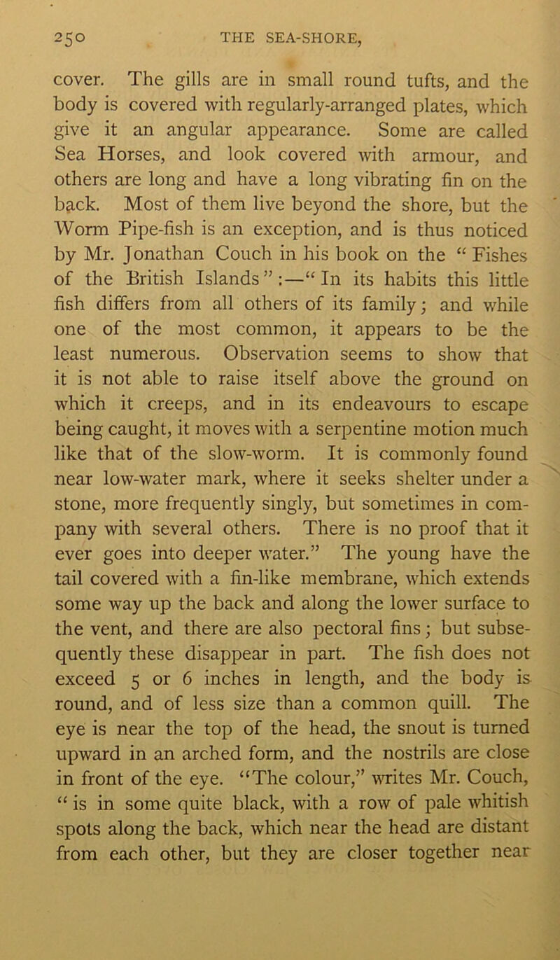 cover. The gills are in small round tufts, and the body is covered with regularly-arranged plates, which give it an angular appearance. Some are called Sea Horses, and look covered with armour, and others are long and have a long vibrating fin on the back. Most of them live beyond the shore, but the Worm Pipe-fish is an exception, and is thus noticed by Mr. Jonathan Couch in his book on the “ Fishes of the British Islands”:—“In its habits this little fish differs from all others of its family; and while one of the most common, it appears to be the least numerous. Observation seems to show that it is not able to raise itself above the ground on which it creeps, and in its endeavours to escape being caught, it moves with a serpentine motion much like that of the slow-worm. It is commonly found near low-water mark, where it seeks shelter under a stone, more frequently singly, but sometimes in com- pany with several others. There is no proof that it ever goes into deeper water.” The young have the tail covered with a fin-like membrane, which extends some way up the back and along the lower surface to the vent, and there are also pectoral fins; but subse- quently these disappear in part. The fish does not exceed 5 or 6 inches in length, and the body is round, and of less size than a common quill. The eye is near the top of the head, the snout is turned upward in an arched form, and the nostrils are close in front of the eye. “The colour,” writes Mr. Couch, “ is in some quite black, with a row of pale whitish spots along the back, which near the head are distant from each other, but they are closer together near